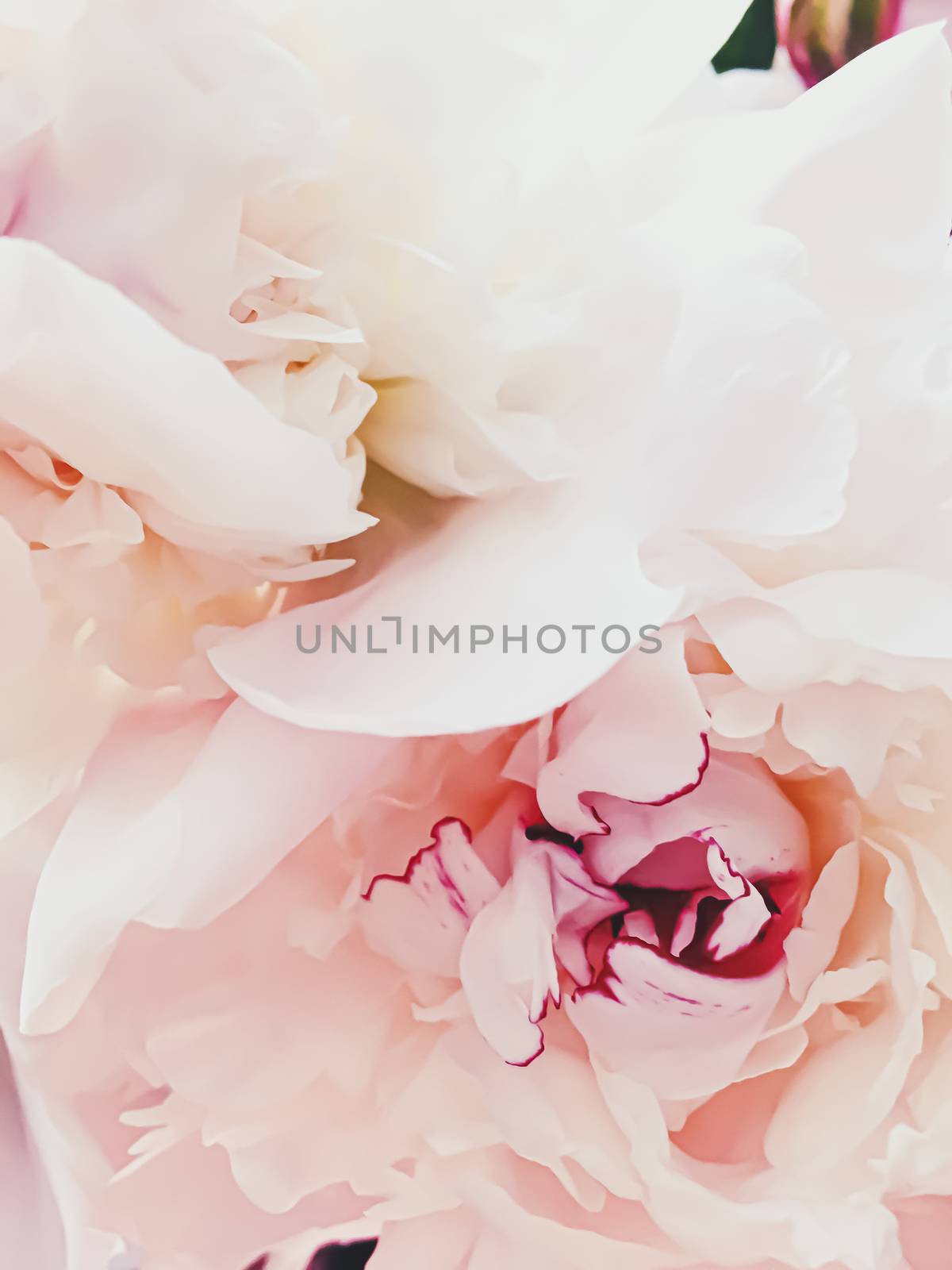 Pink peony flower as abstract floral background for holiday branding design