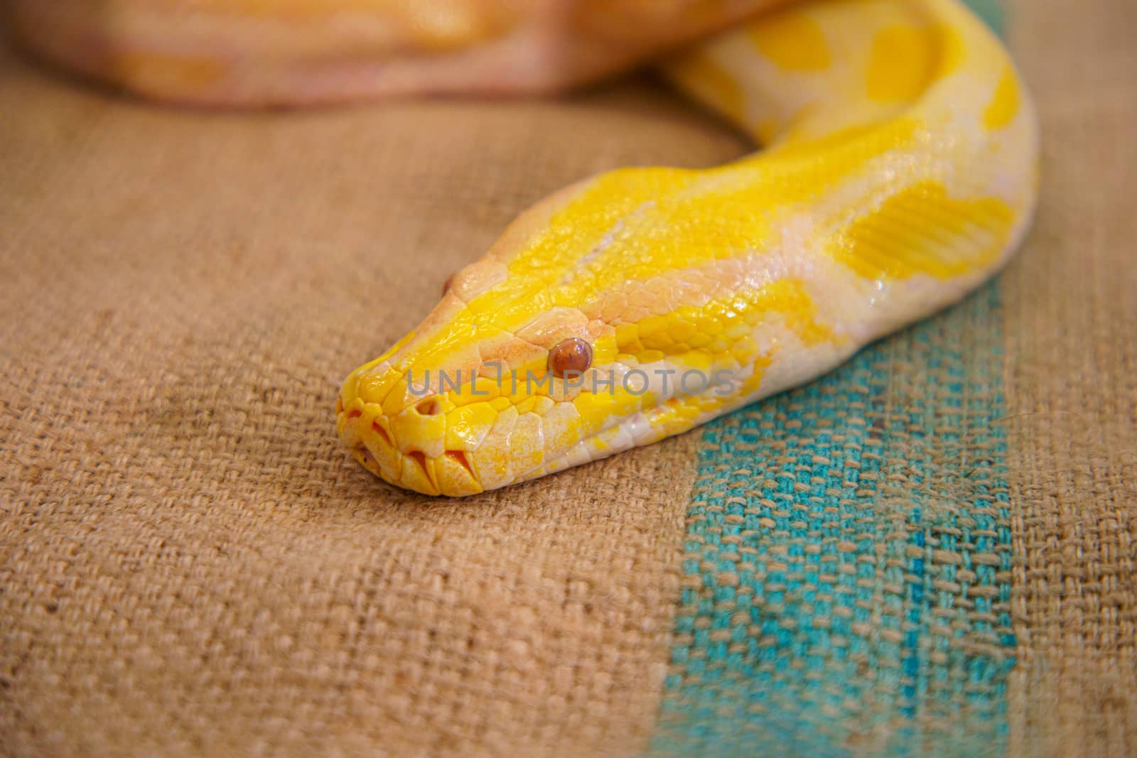 Golden python closeup.