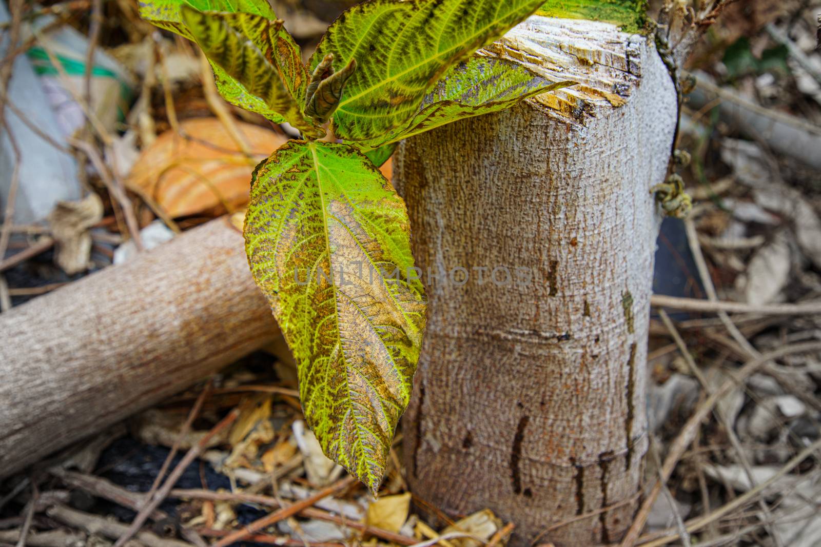 Leaf closeup Leaves that tree are injected with insecticides, Herbicide on the farm. Toxic and harmful to people, animals and plants.