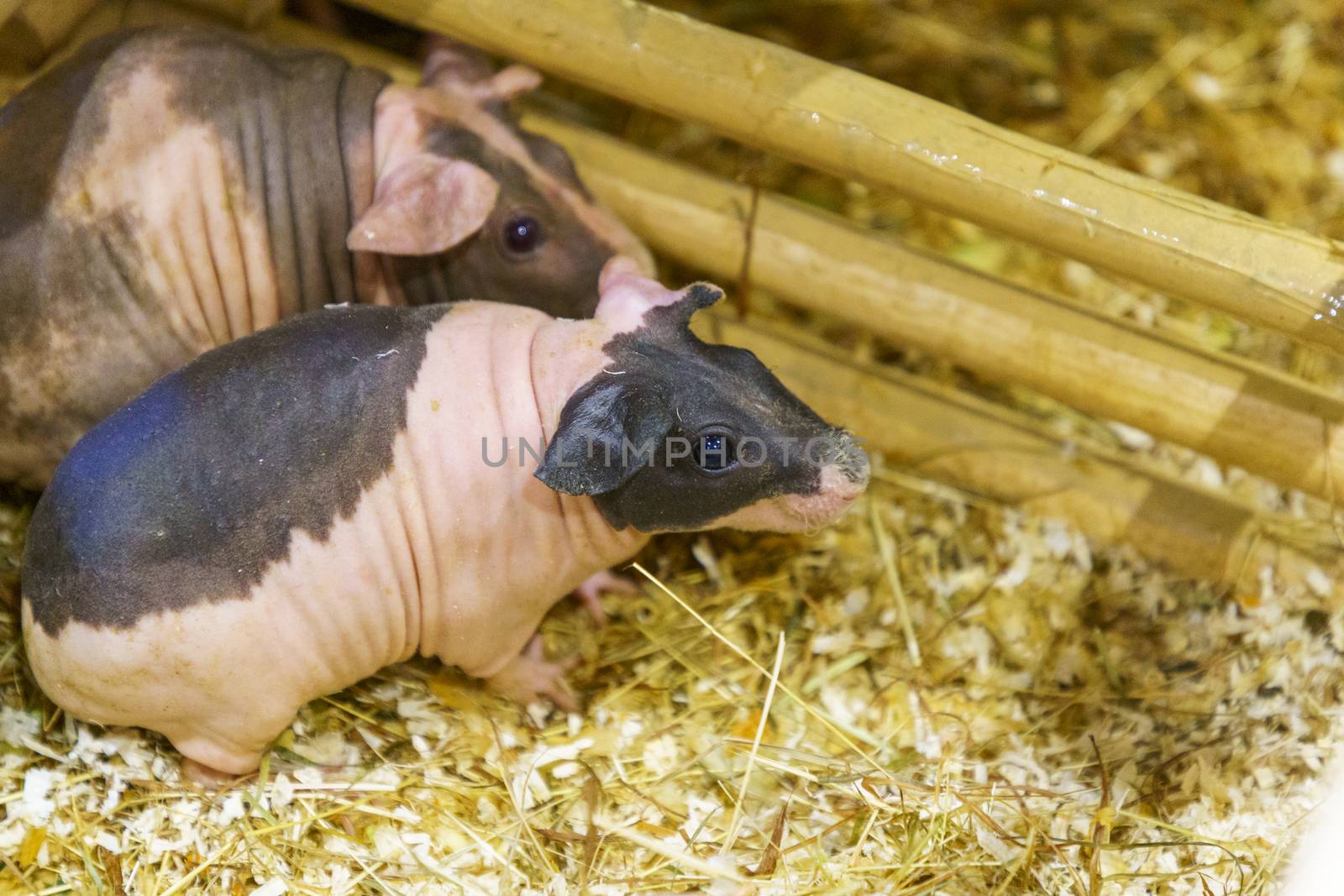 Hairless Guinea or Rodent pig top view In cages and farms