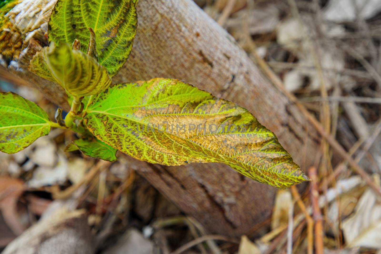 Leaf closeup Leaves that tree are injected with insecticides, Herbicide on the farm. Toxic and harmful to people, animals and plants.