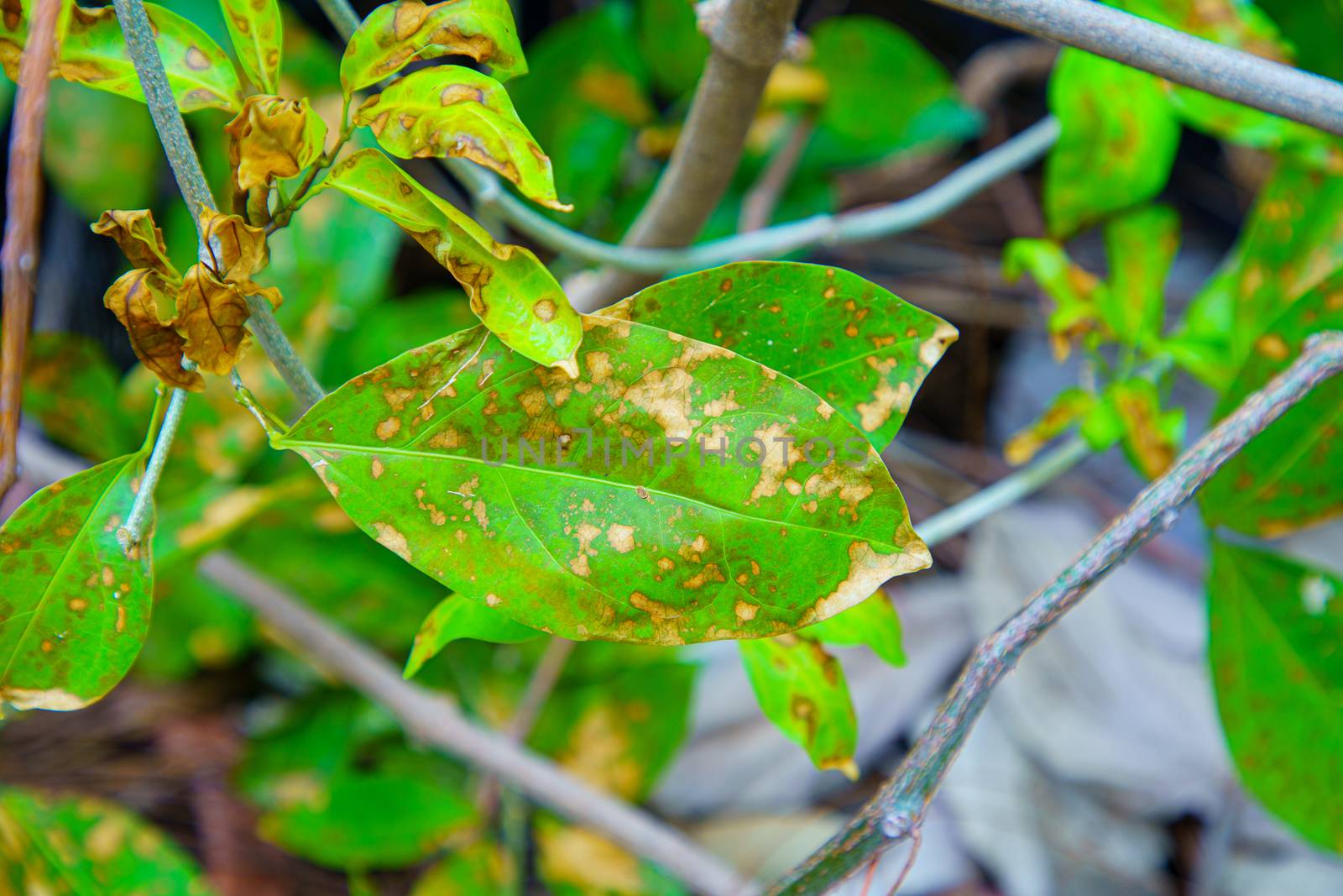 Leaf closeup Leaves that tree are injected with insecticides, Herbicide on the farm. Toxic and harmful to people, animals and plants.