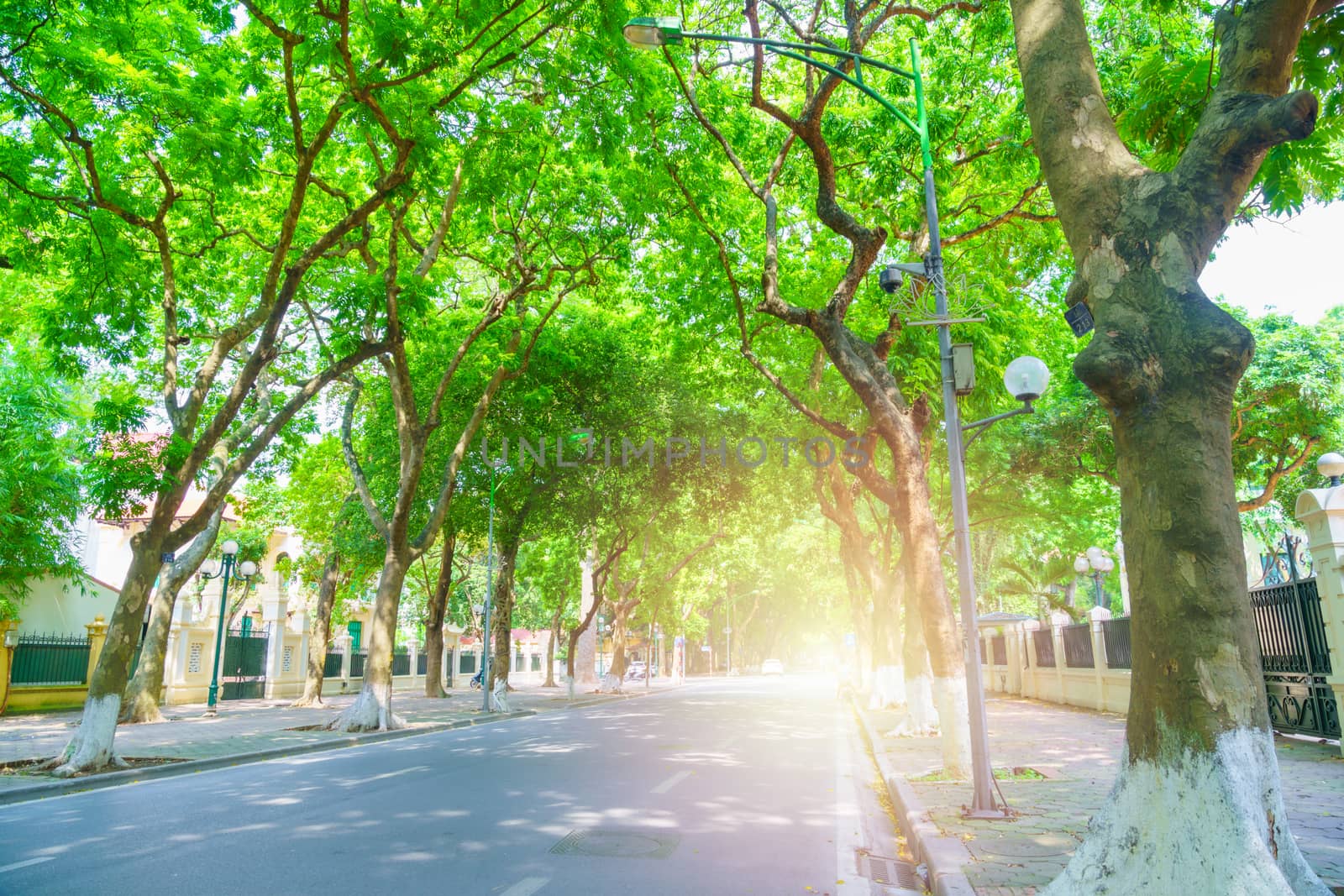 New pathway, Road and  beautiful trees track for running or walking and cycling relax in the green park Sunlight and flare background concept. HANOI/VIETNAM