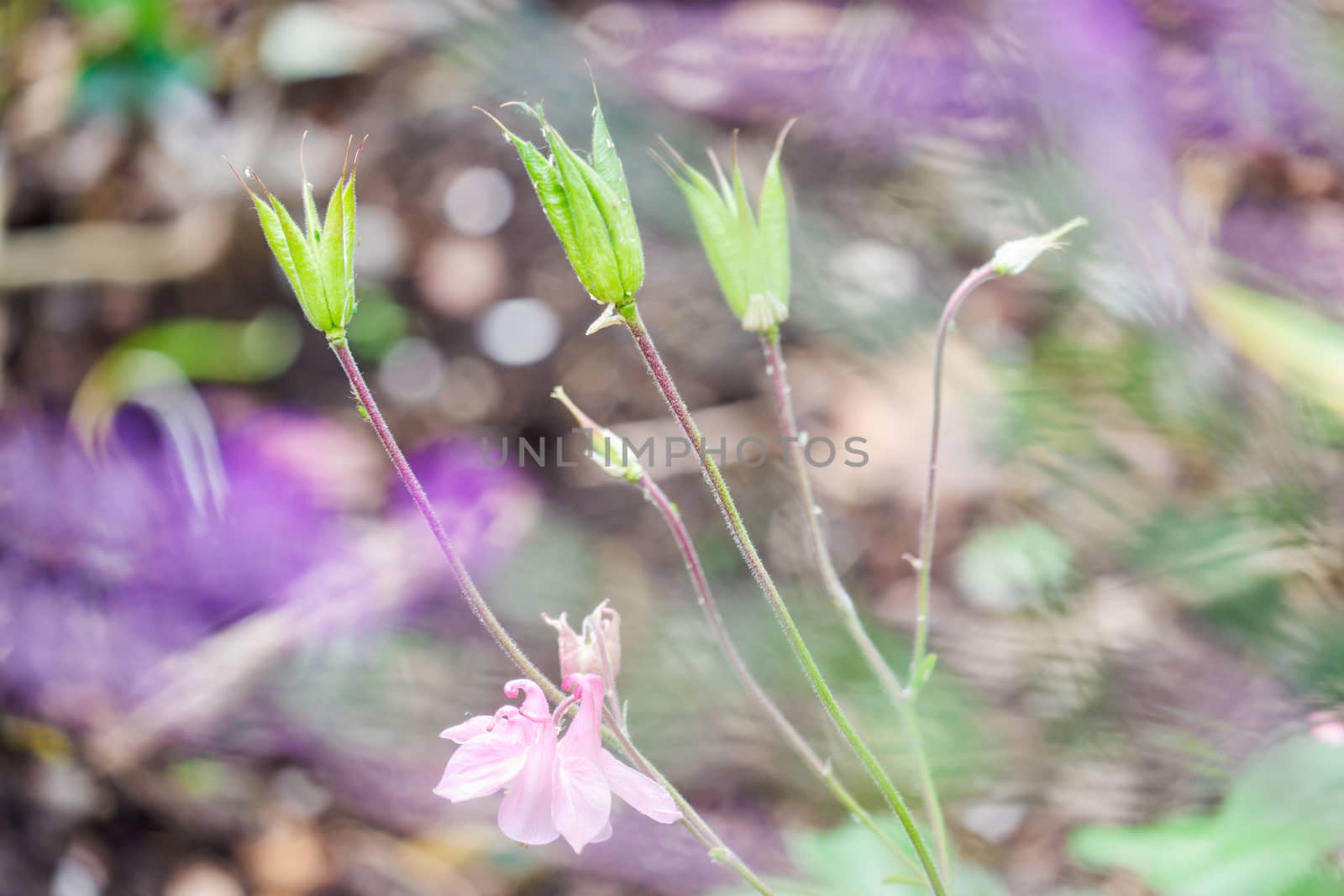 Aquilegia Seed heads in church garden UK by paddythegolfer