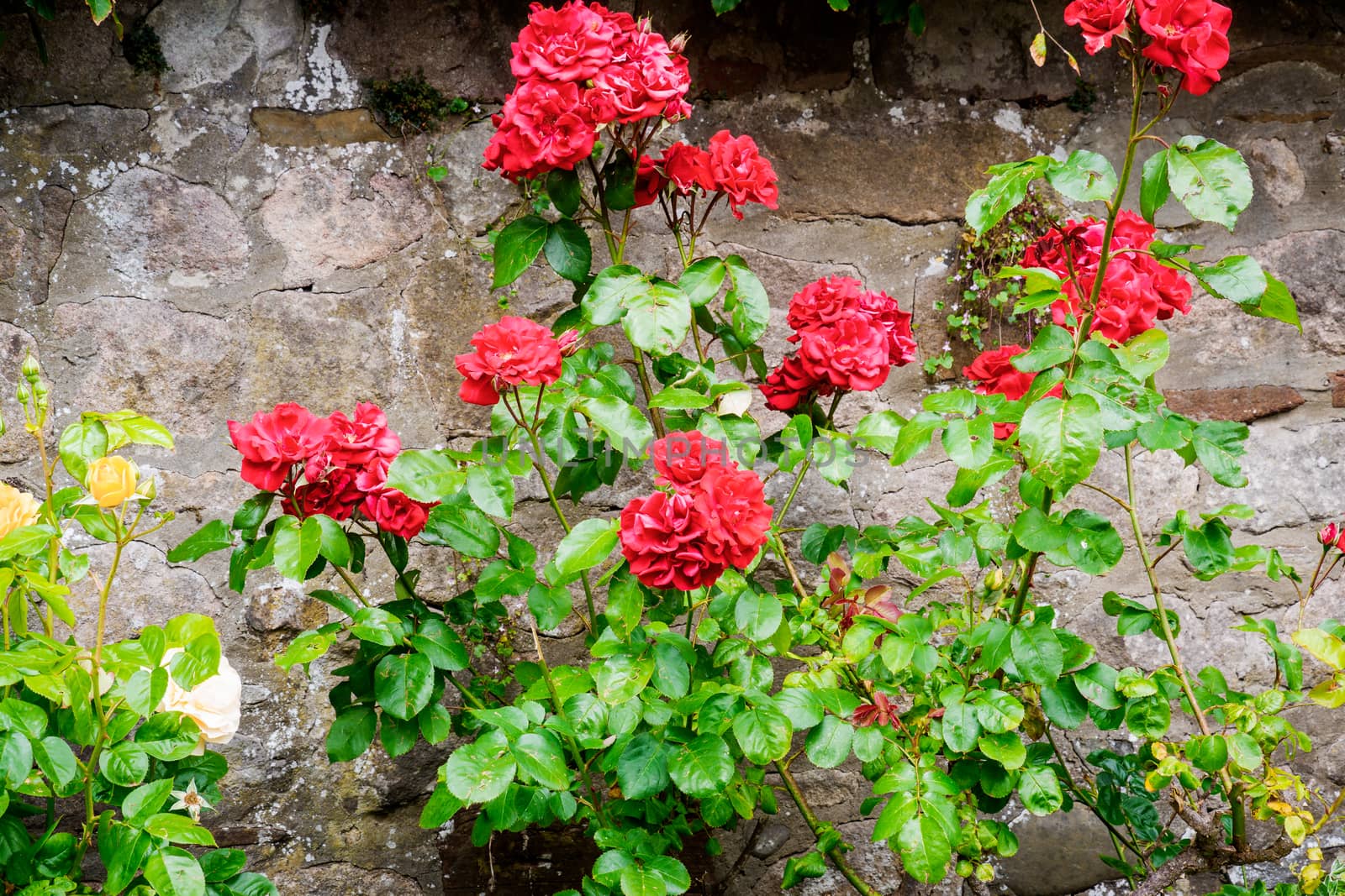 Red Roses on a bush in a garden