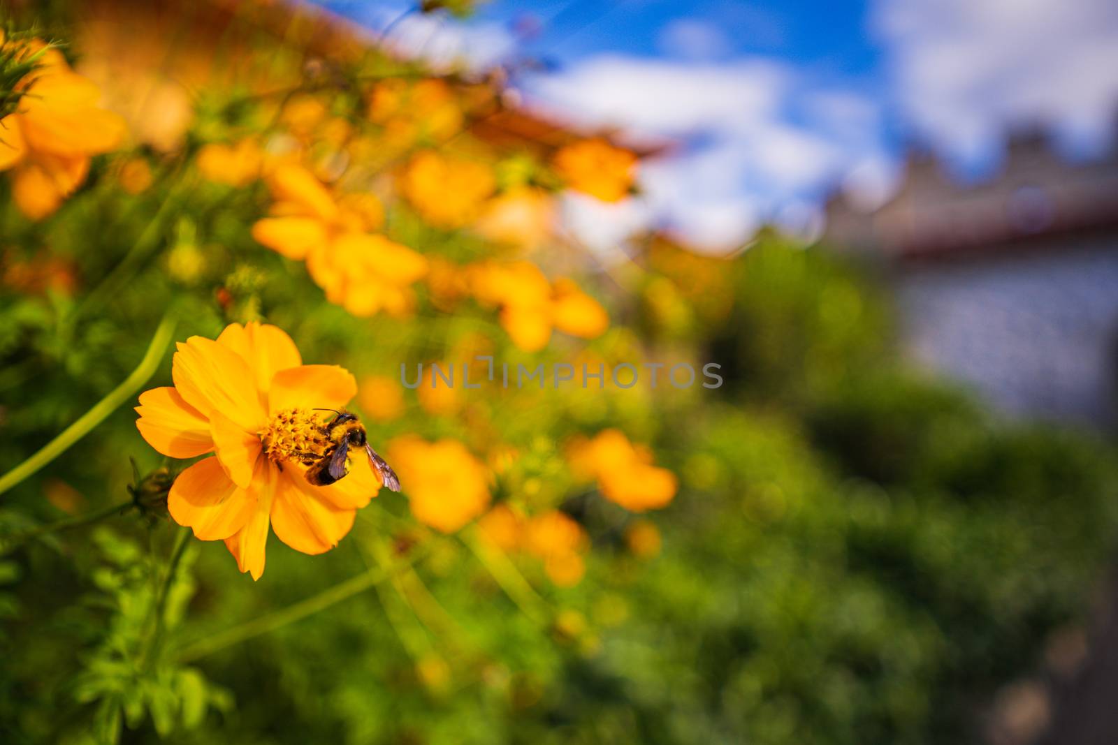Yellow cosmos flowers or Sulfur Cosmos a bee swarming flowers in the park in the middle of the forest and green nature park and beautiful abstract  blur and bokeh background.
