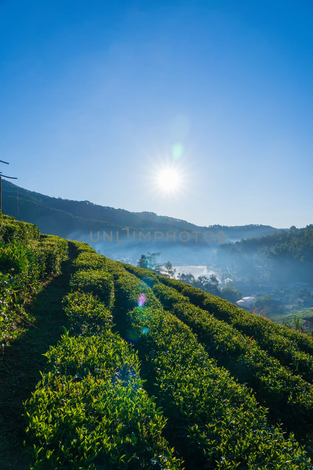 Fresh green tea leaves in the morning forest and green nature park and beautiful Sunlight and flare background concept.