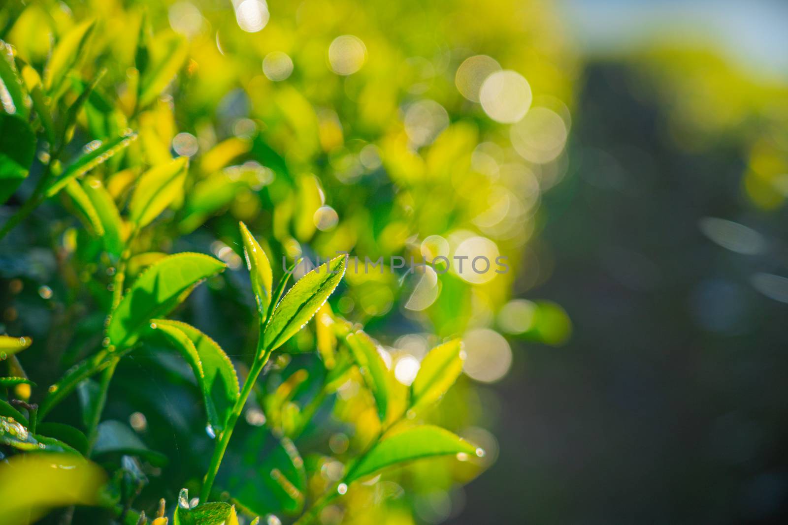 close up Fresh green tea leaves in the morning forest and green nature park and beautiful abstract  blur and bokeh background.