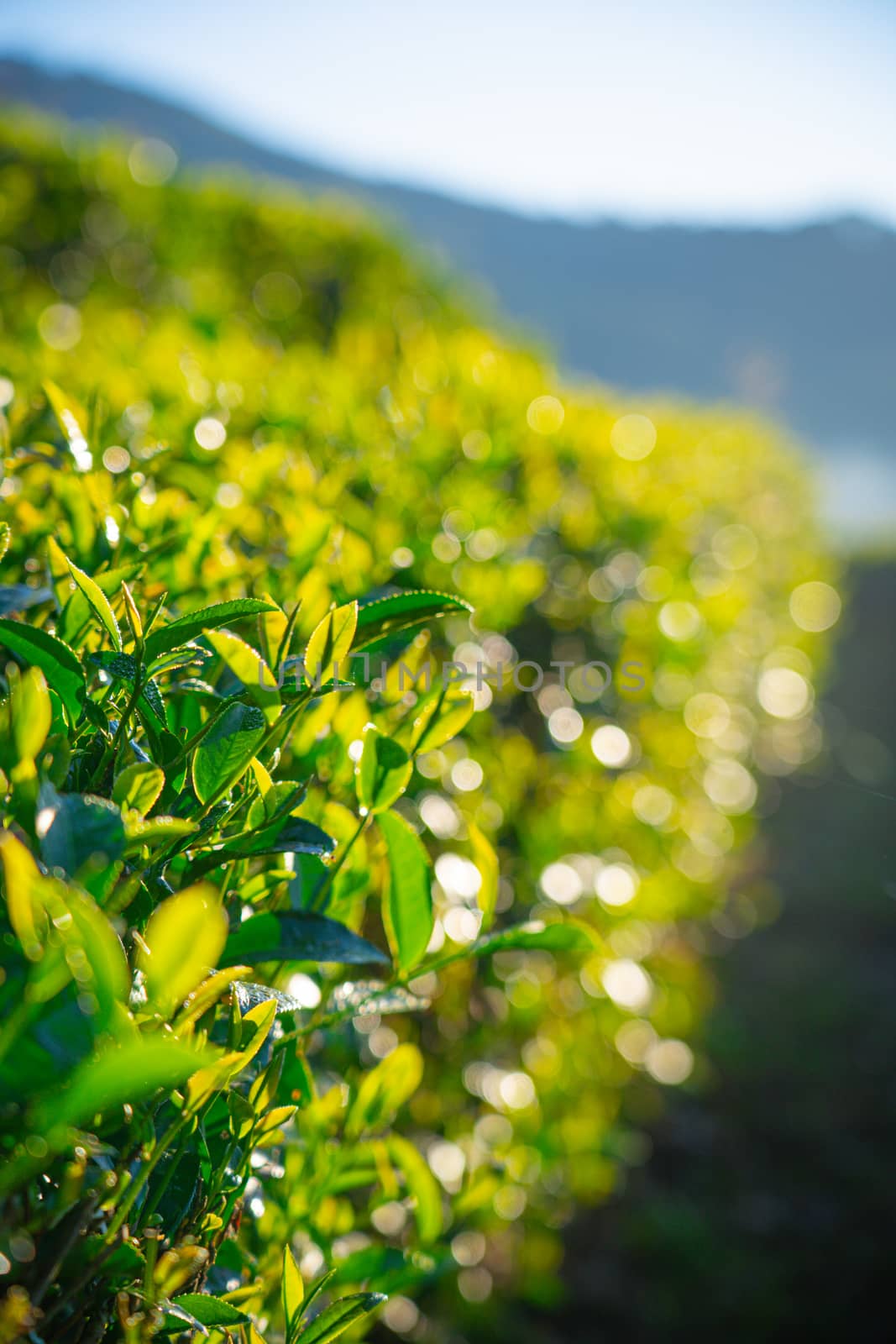 close up Fresh green tea leaves in the morning forest and green  by bbbirdz
