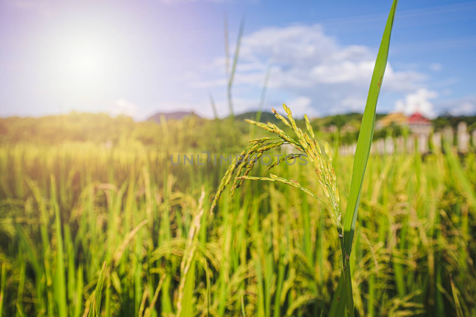 Close up fresh paddy rice field, Lush green sunlight and flare beautiful relax landscape background. in CHIANGMAI, THAILAND
