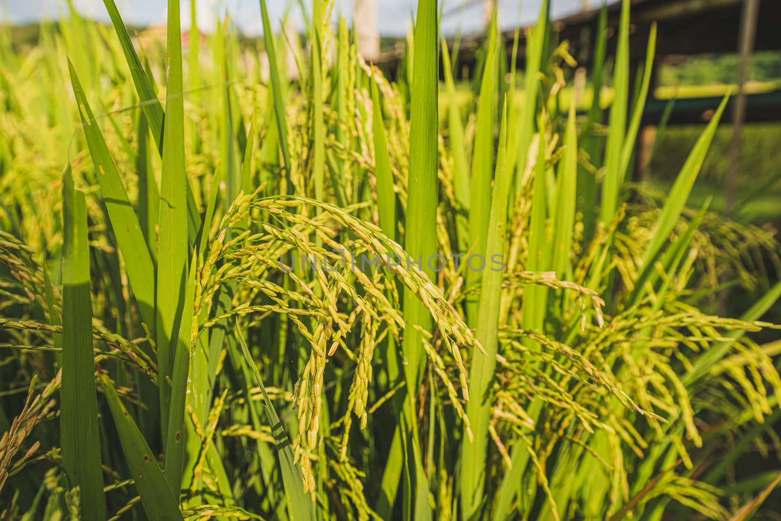 Close up fresh paddy rice field, Lush green beautiful background in CHIANGMAI, THAILAND