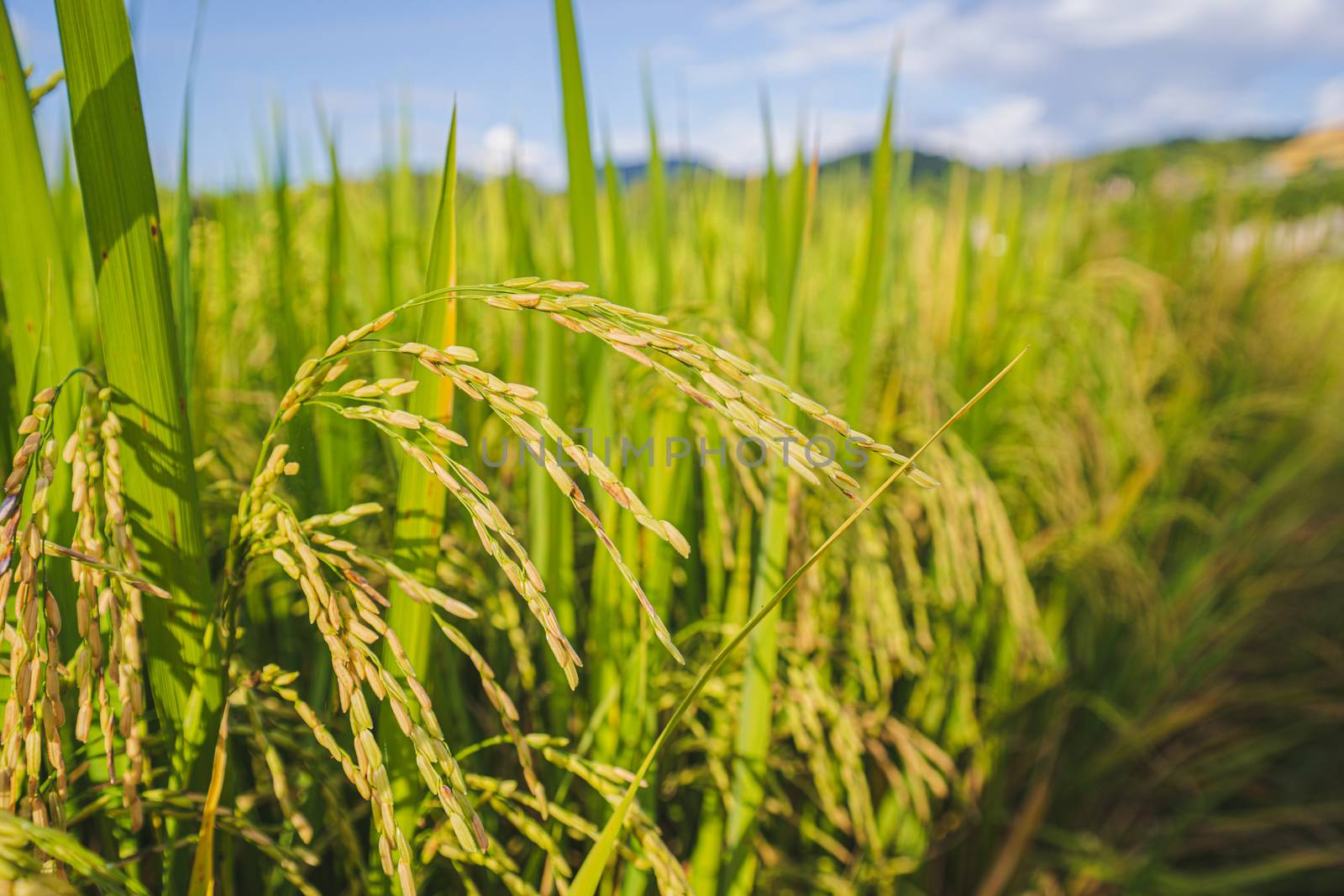 Close up fresh paddy rice field, Lush green beautiful background by bbbirdz