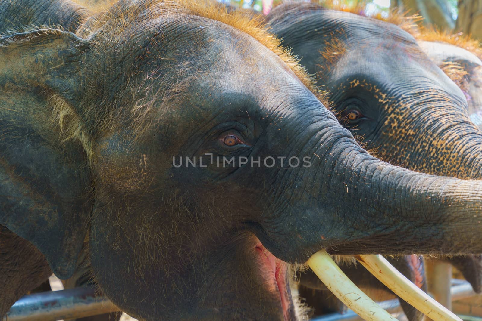The big Thai elephant maximus indicus Cuvier is opening his mouth for food.