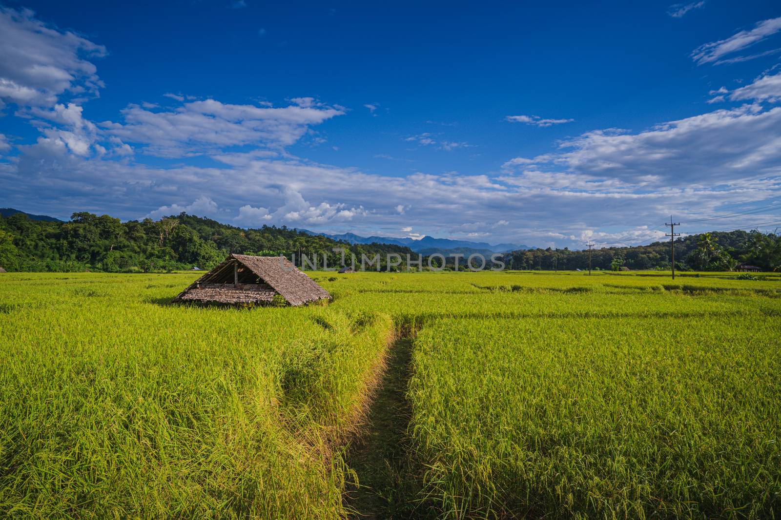 Top view paddy field, Lush green rice and cottage beautiful background in CHIANGMAI, THAILAND