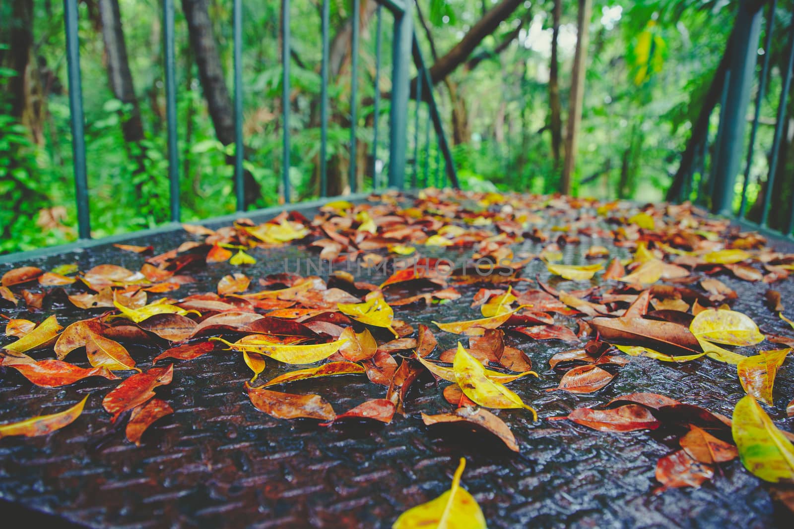 Autumn and green leaf on old rusted steel wet walkway pathway in by bbbirdz