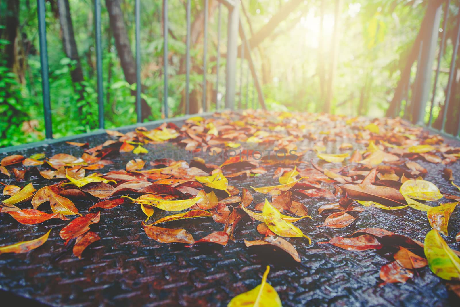 Autumn and green leaf on old rusted steel wet walkway pathway in the park Sunlight and flare background concept. Feel lonely desperate and quiet, relaxing.
