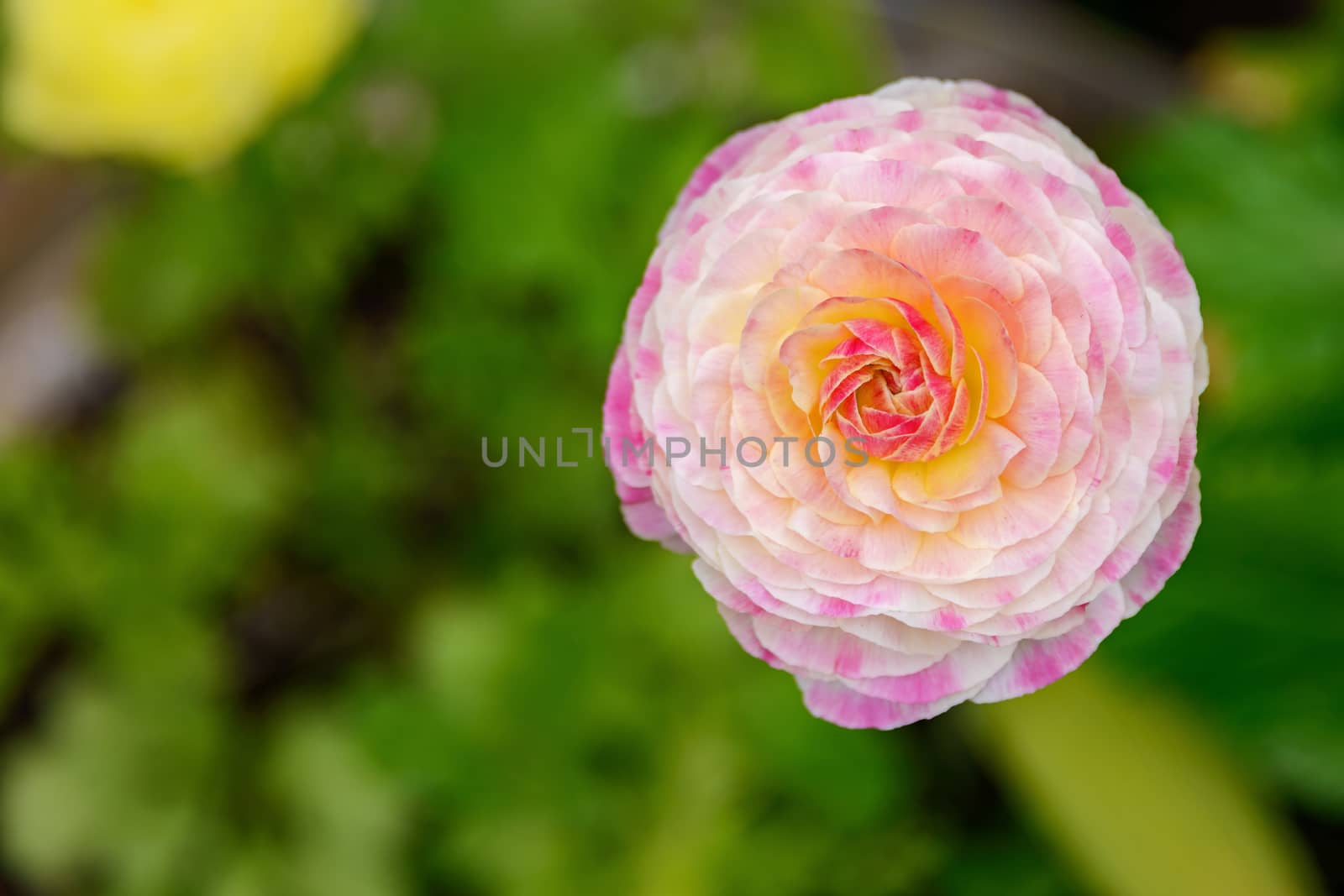 Openwork petals of a white-pink ranunculus flower on a blurred background with green spots of leaves and grass on dark ground.