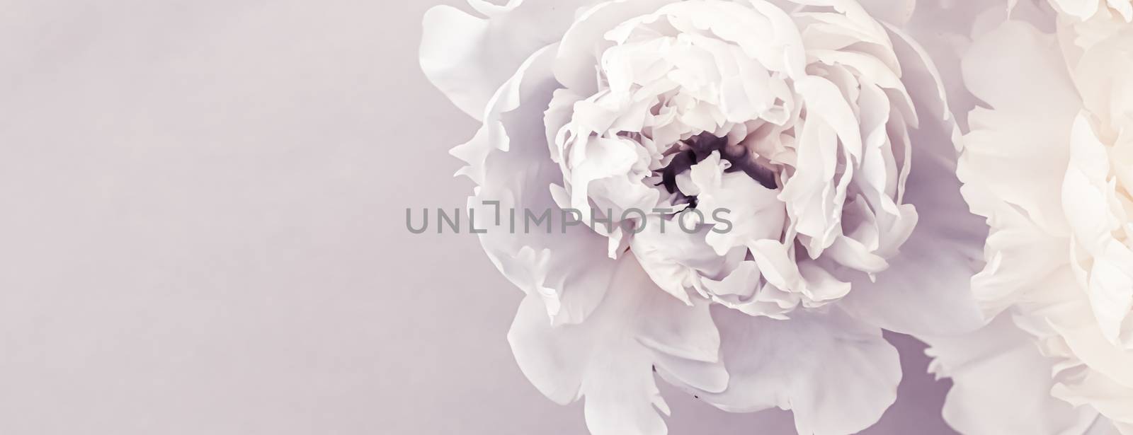 Blooming peony flowers as floral art on violet background, wedding decor and luxury branding by Anneleven