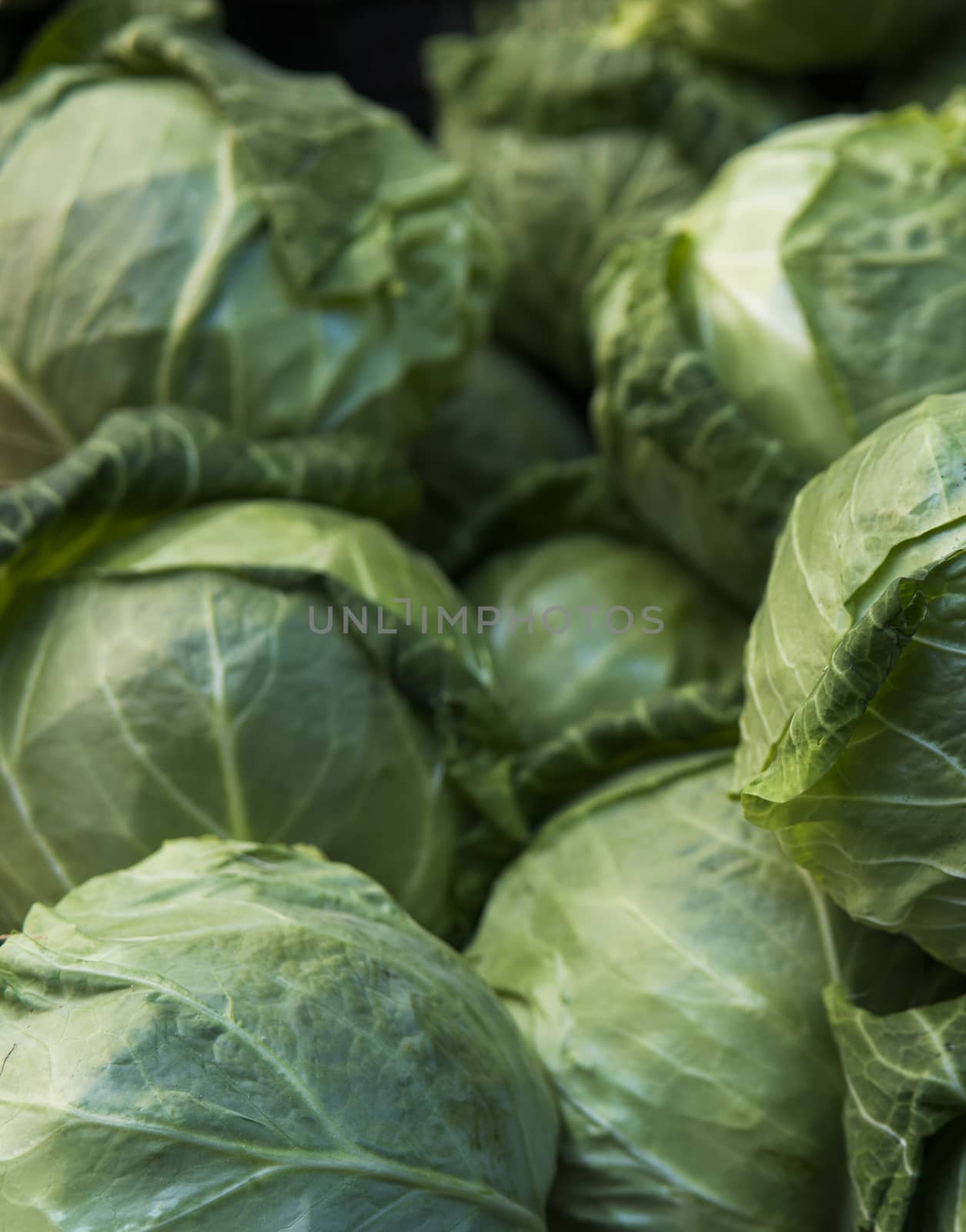 Cabbage background. Fresh cabbage from farm field. Close up macro view of green cabbages. Vegetarian food concept. Group of green cabbages in a market. Healthy concept