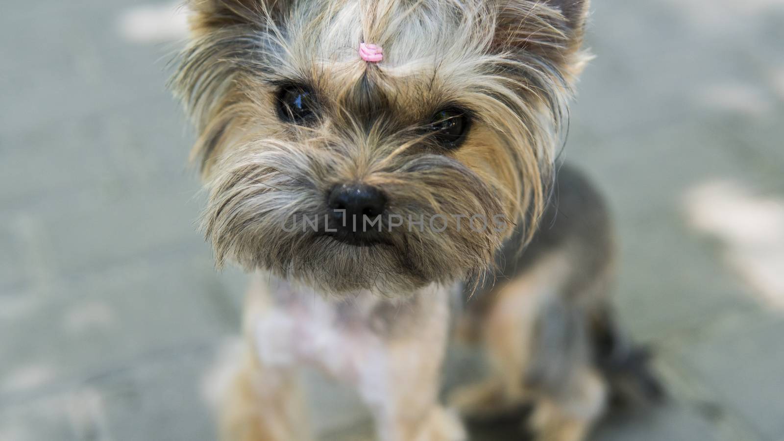 Close up funny puppy Yorkshire Terrier in the on a sidewalk in a park looking in a camera. by vovsht