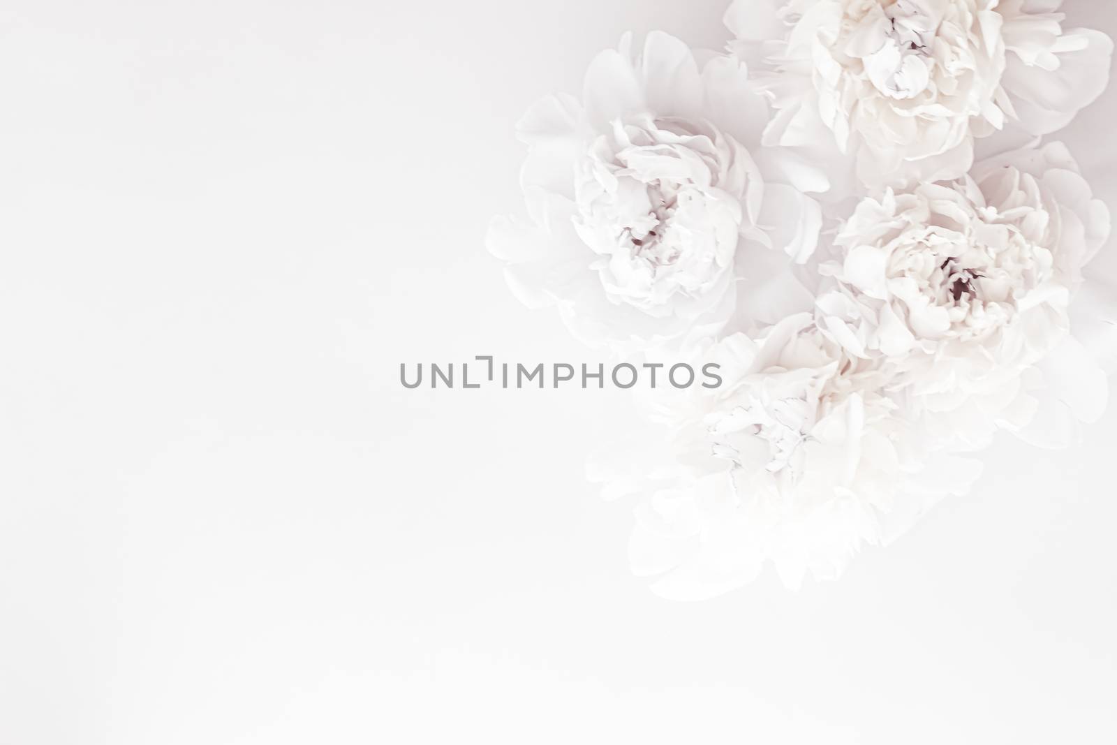 Pure white peony flowers as floral art background, wedding decor and luxury branding by Anneleven