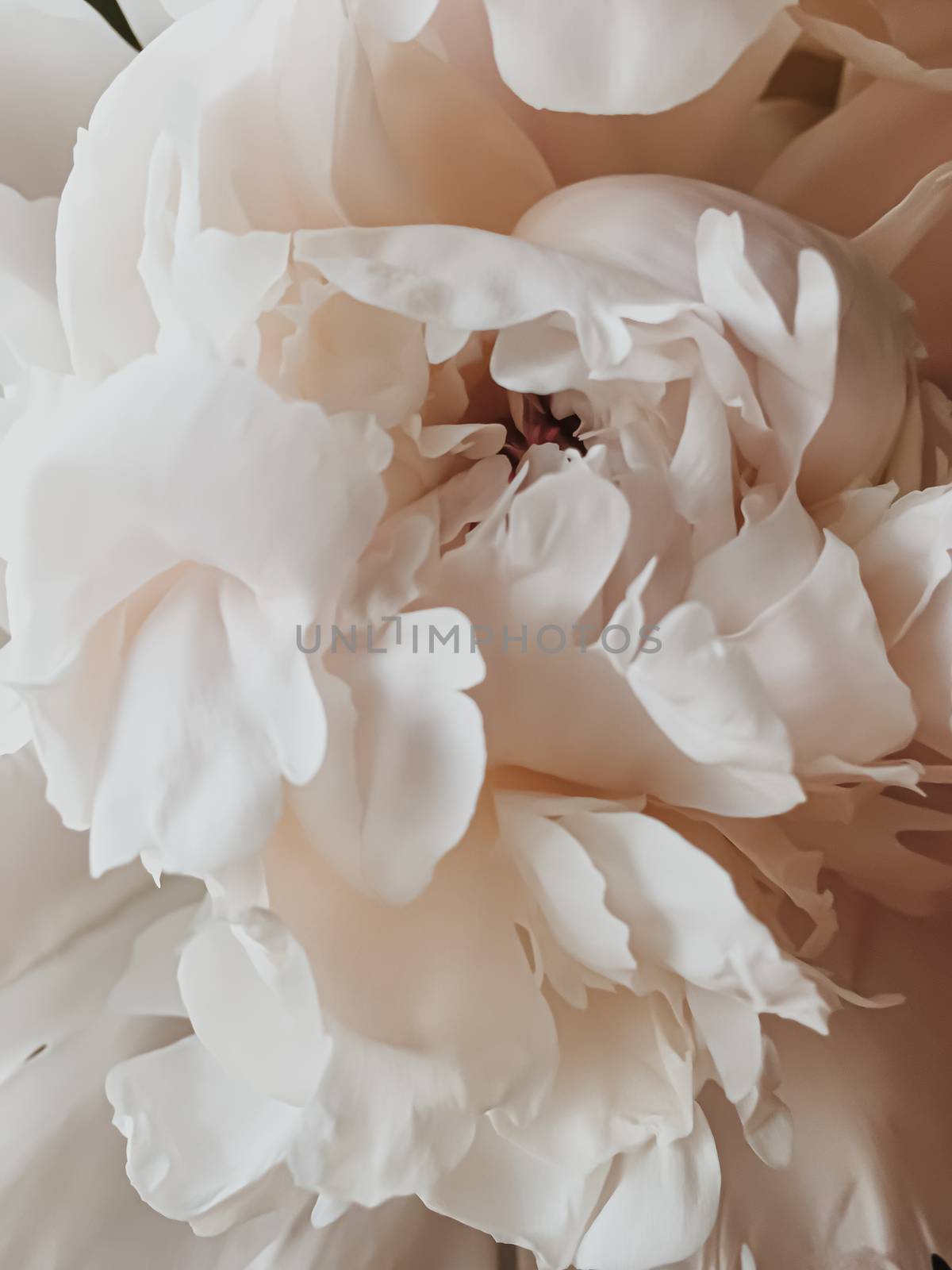 Beige peony flower as abstract floral background for holiday branding design
