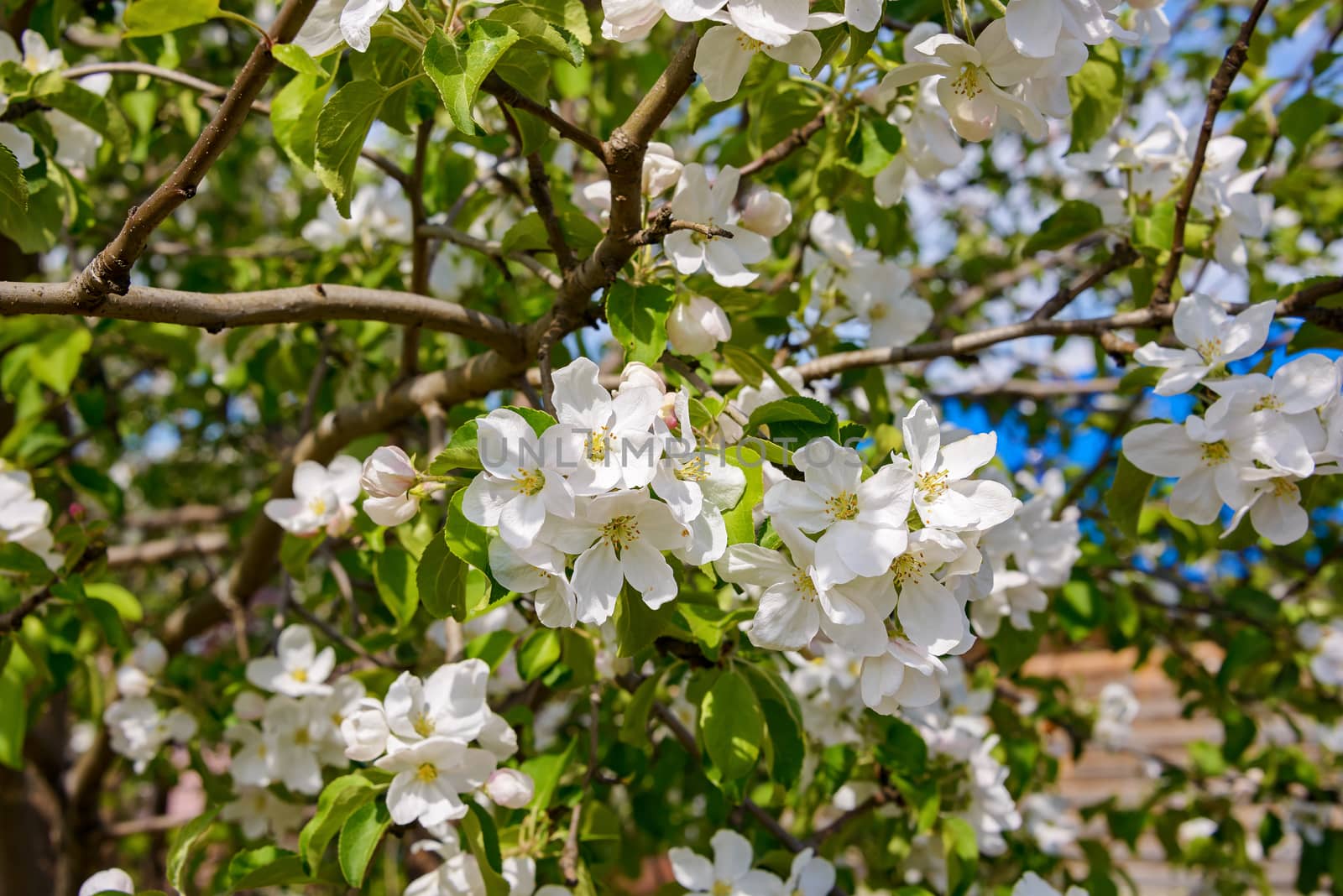 Apple blossoms in spring on branches with velvety green leaves in sunlight.