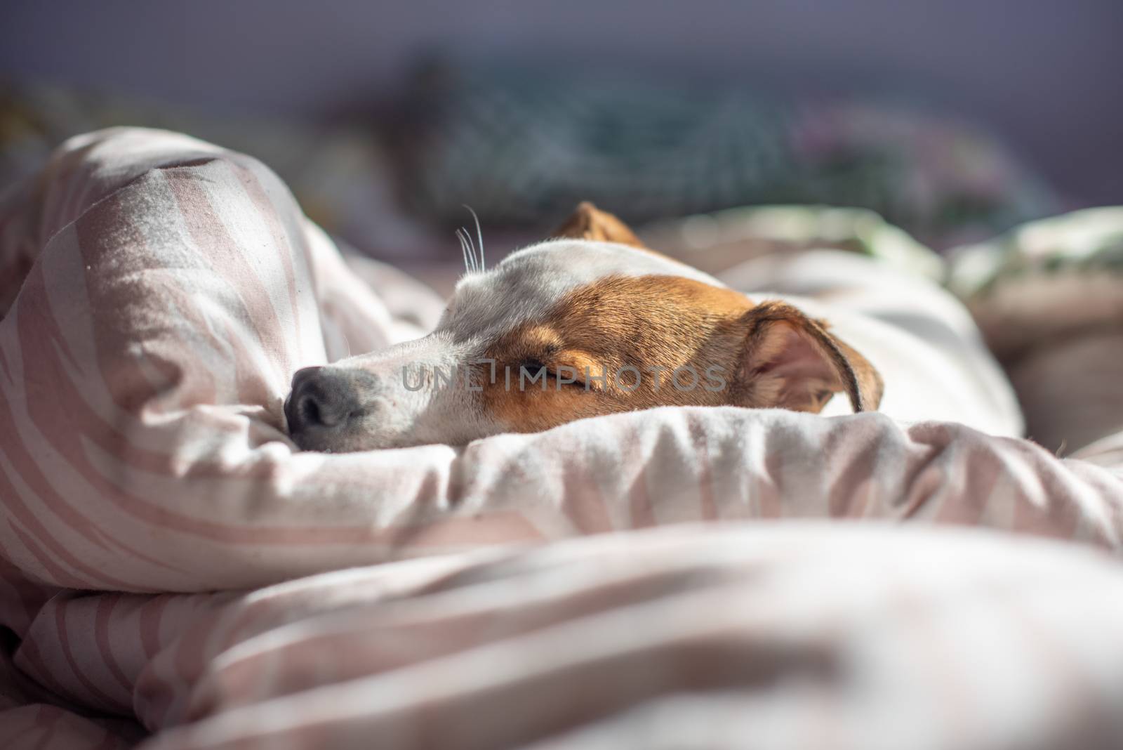 Adorable terrier asleep on bed at home by rushay