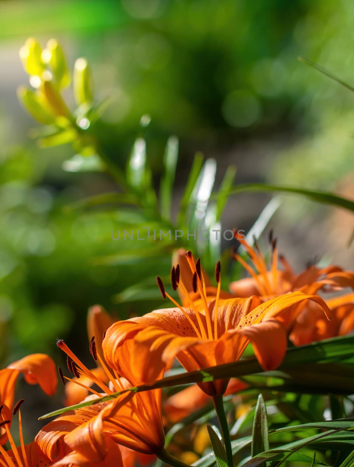 Wet flower of orange lily after the rain.