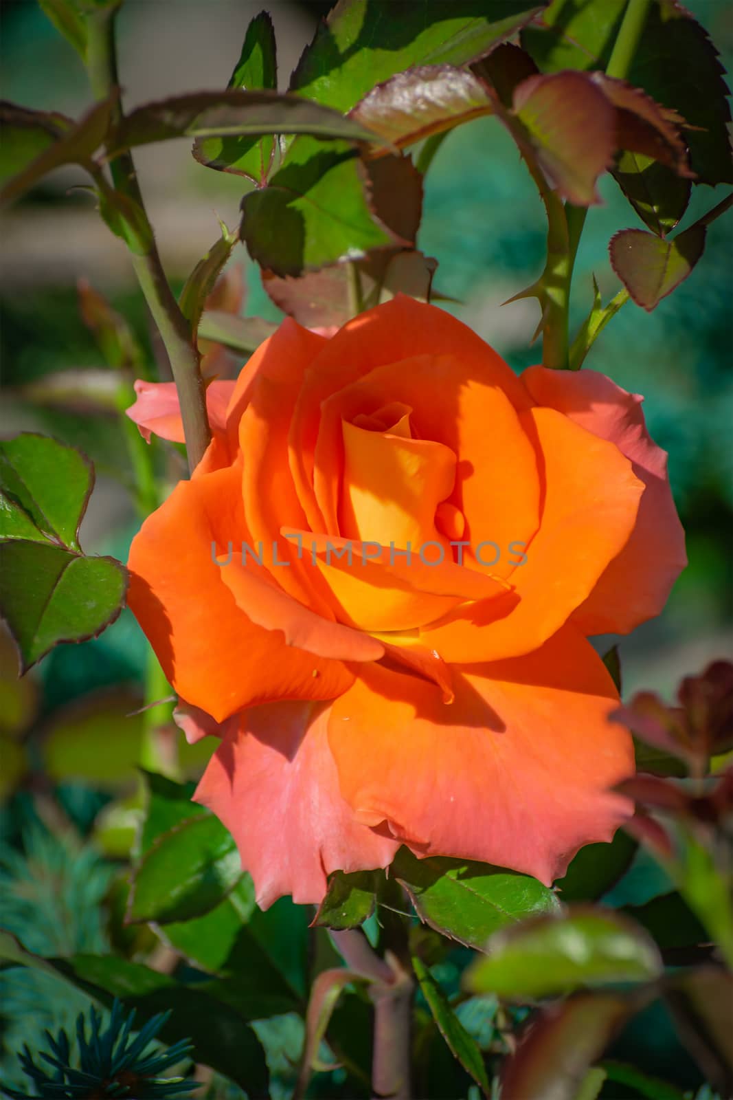 Rose flower close up on a green blurred background.