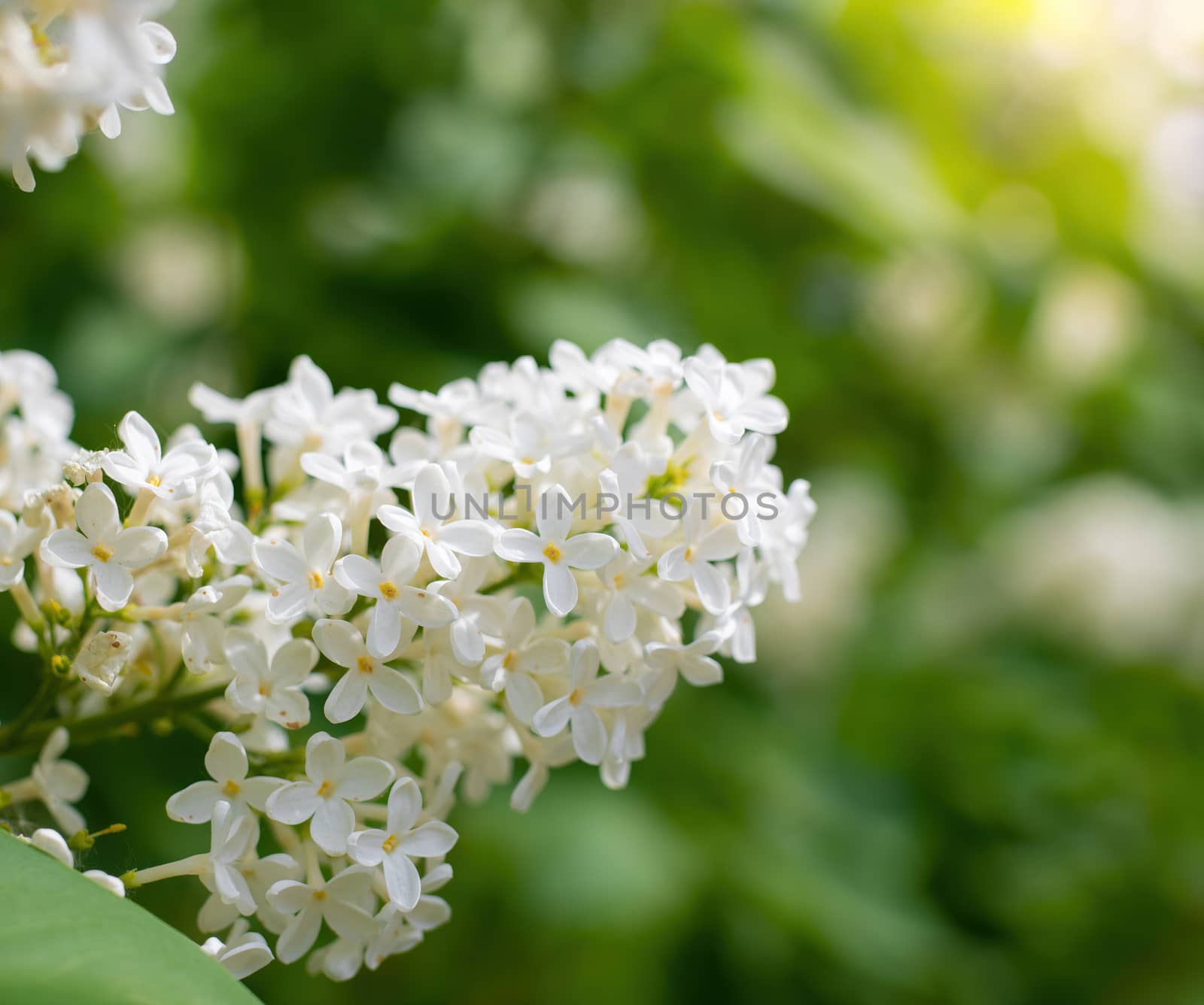 Branch of blossoming white lilac on a sunny day close up on a blurred background.