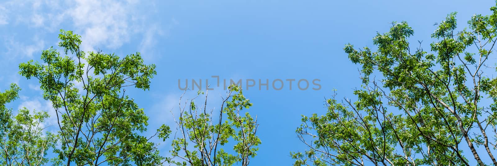 Panorama of tops of trees in forest against blue sky with clouds background by paddythegolfer