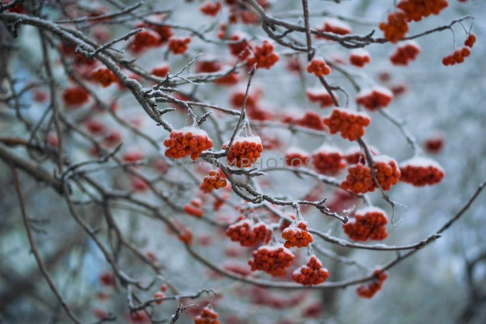 Snow-covered branches of red mountain ash on a cold winter day.