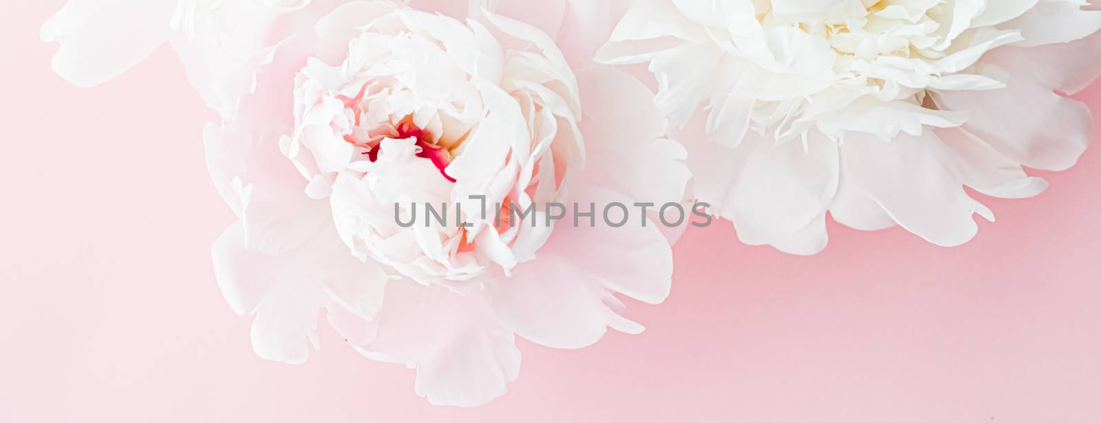 White peony flowers as floral art on pink background, wedding flatlay and luxury branding by Anneleven