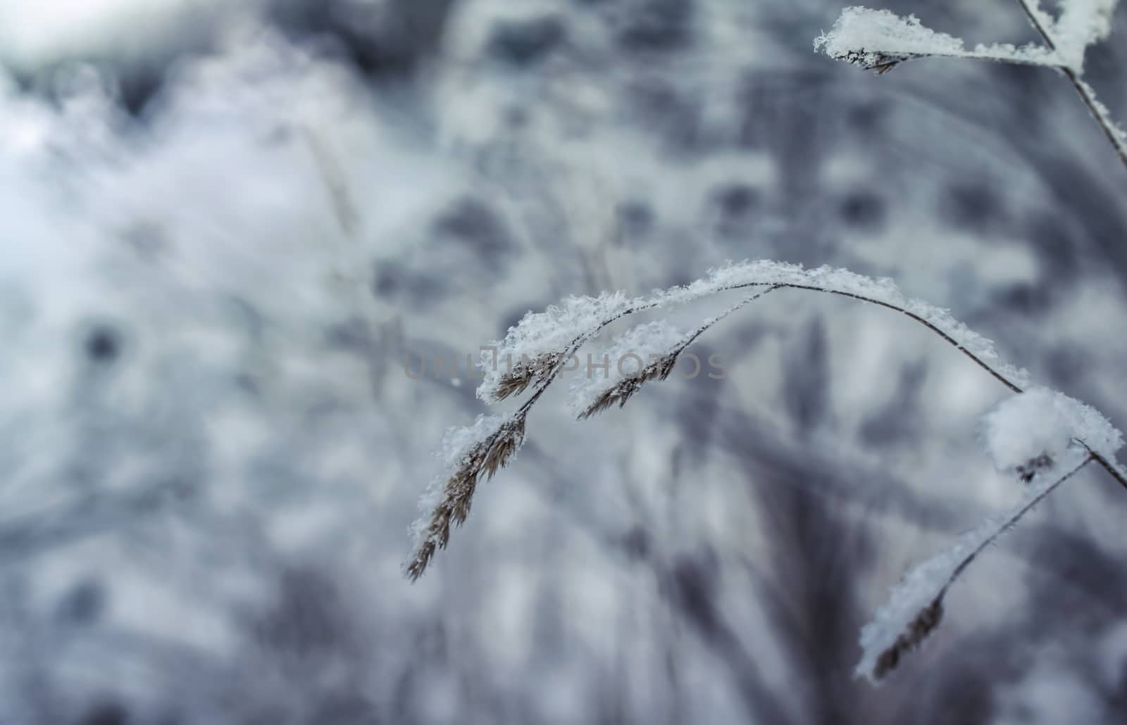 Dry plant covered with snow on a frosty winter day in the outdoor.