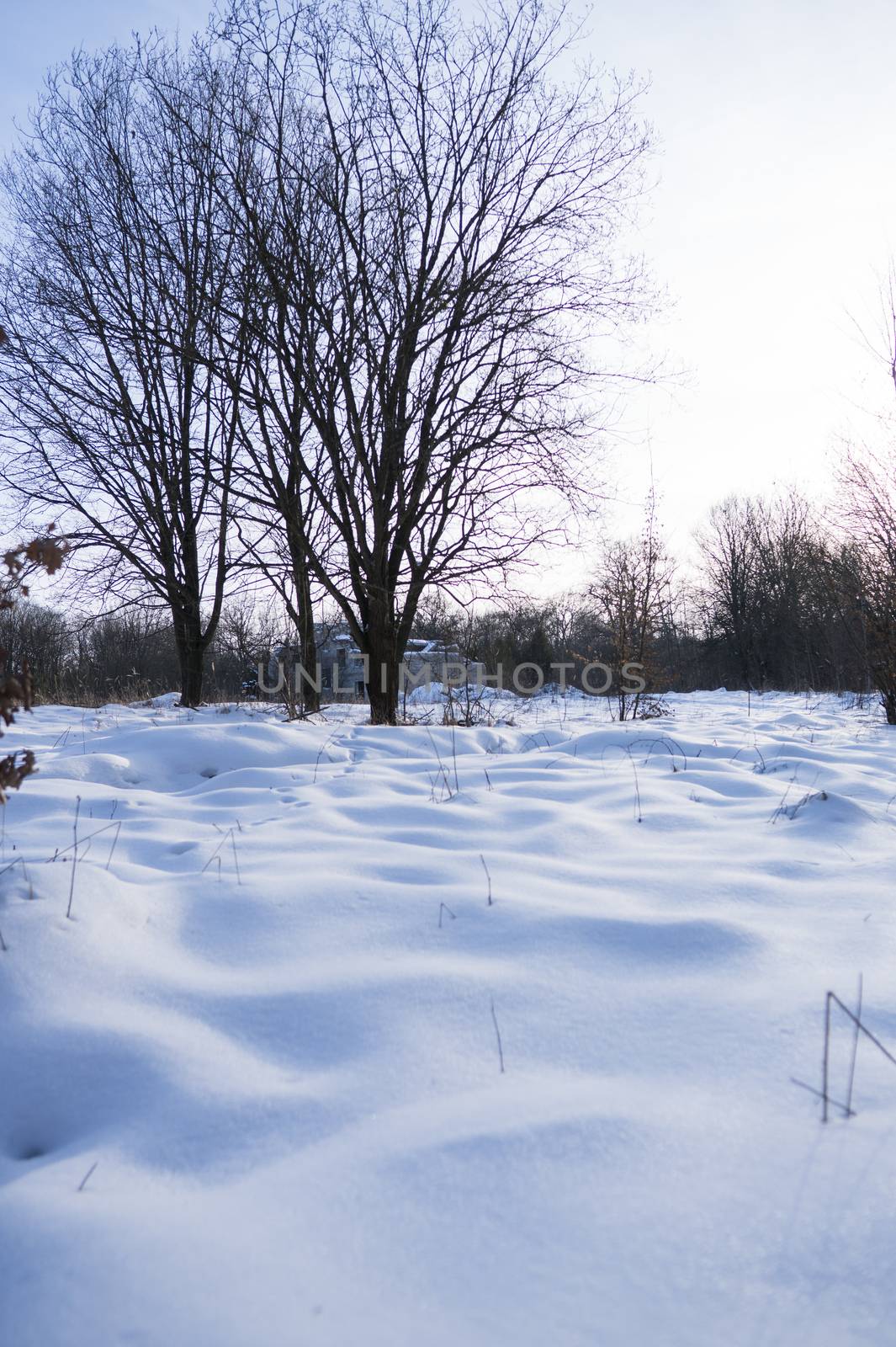 Beautiful winter forest with a trees covered with a white snow