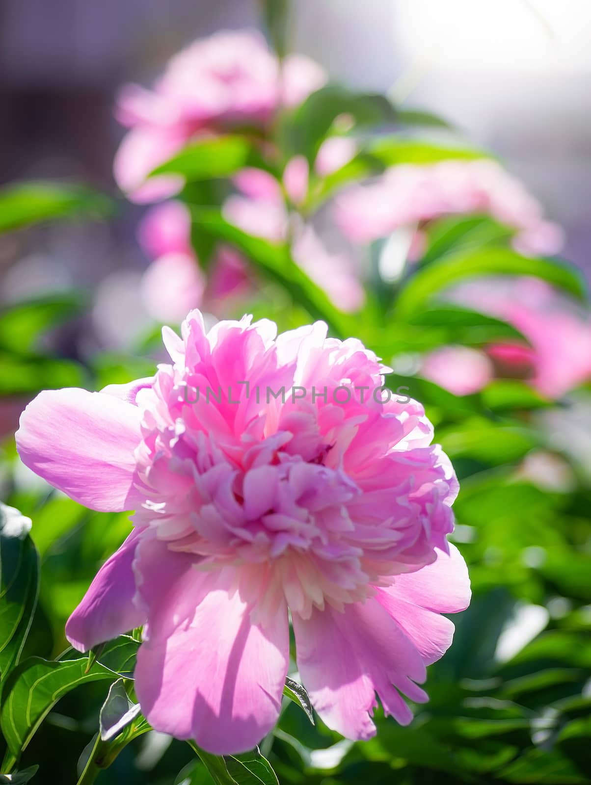 Pink peony flower close up by Grisha