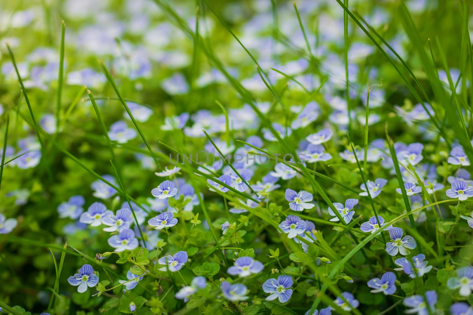 Blue flowers Veronica speedwell closeup in meadow