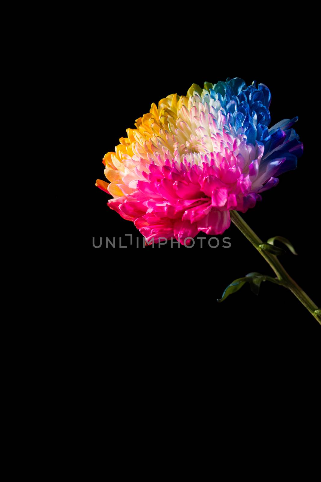 Multicolored flowers  by chandlervid85