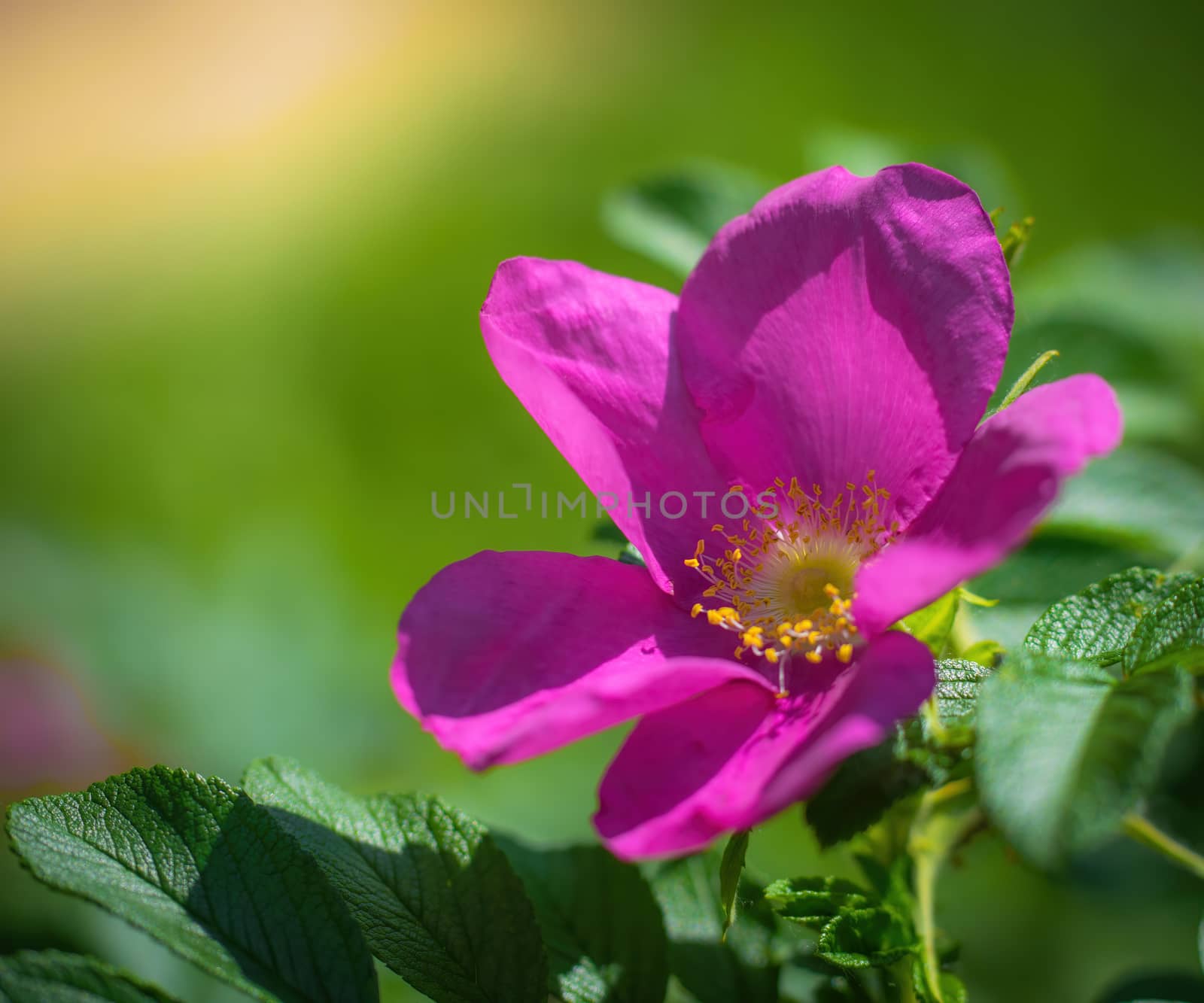 Blooming pink wild rose spring day close-up on a blurred background.
