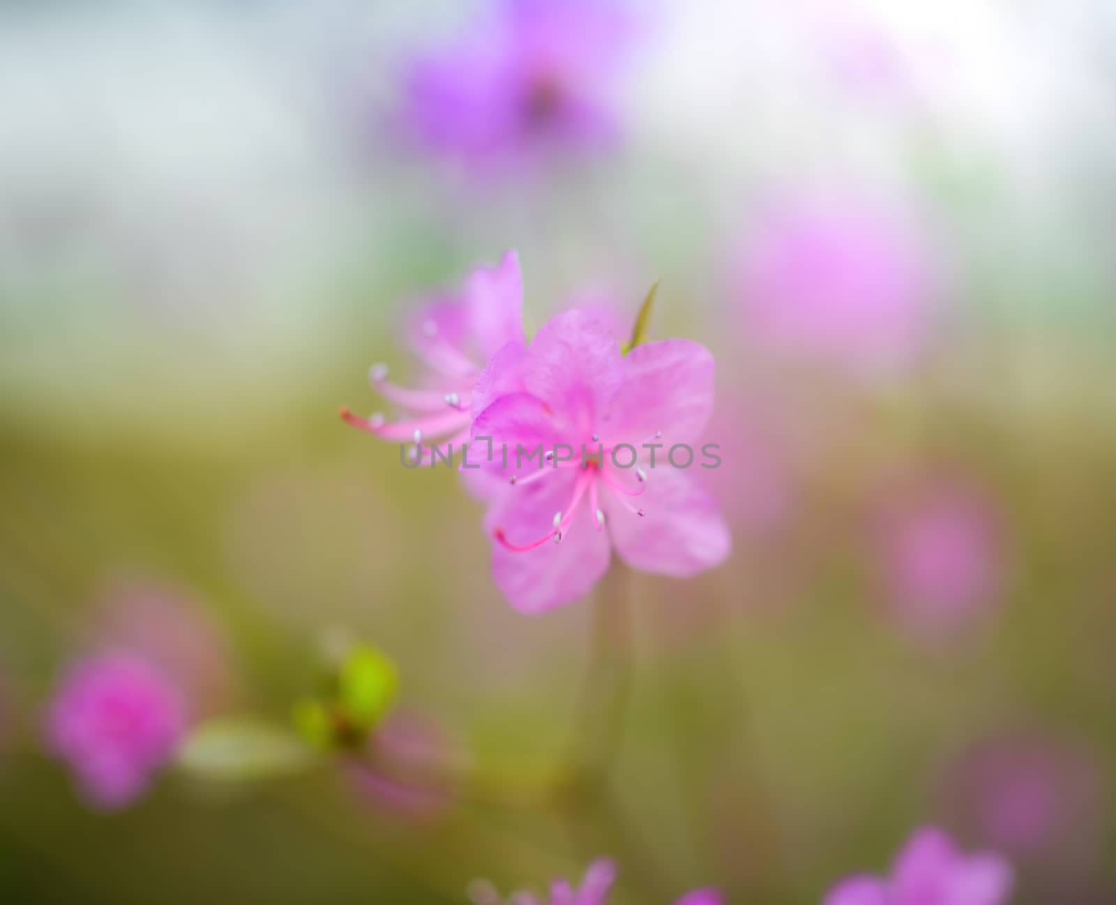 Spring flowering pink almond closeup on a blur background.