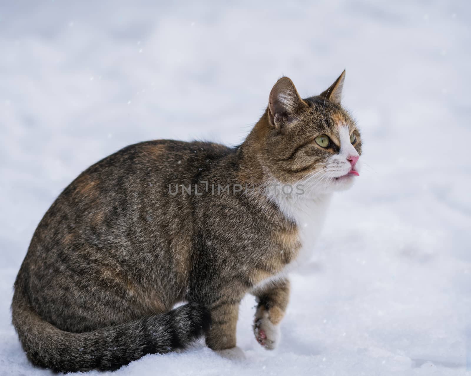 Cat lick in the snow on a winter day outdoors