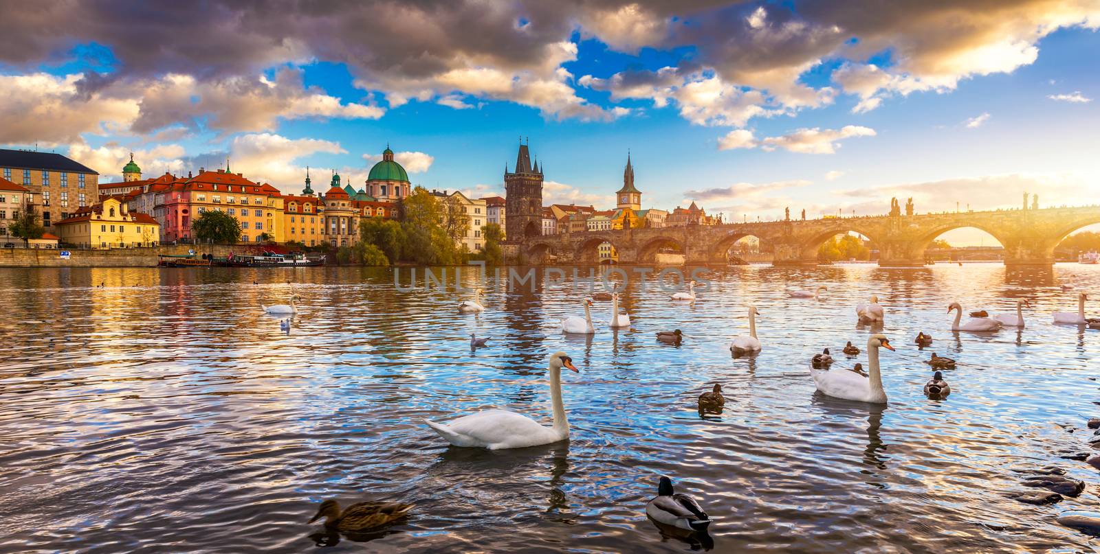View of Prague Charles bridge near the Vltava river. Swan on the river. Swans swim in the Vltava river. Charles Bridge at sunset, Swans swim. Charles Bridge in Prague with swans in the foreground.