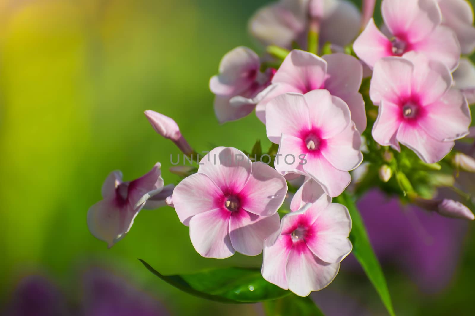 Pink phlox flower close up in summer garden