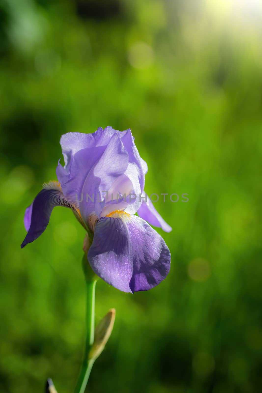 Blooming violet iris on a summer day outdoors on blur background.