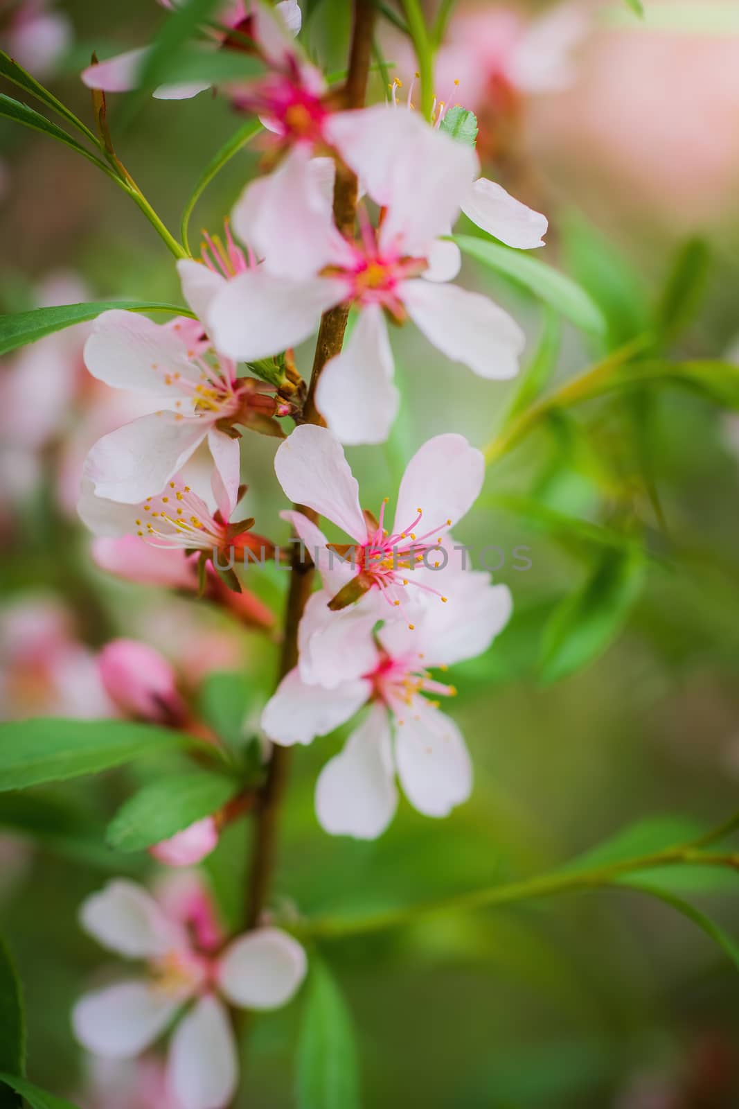 Flowering pink almond close up