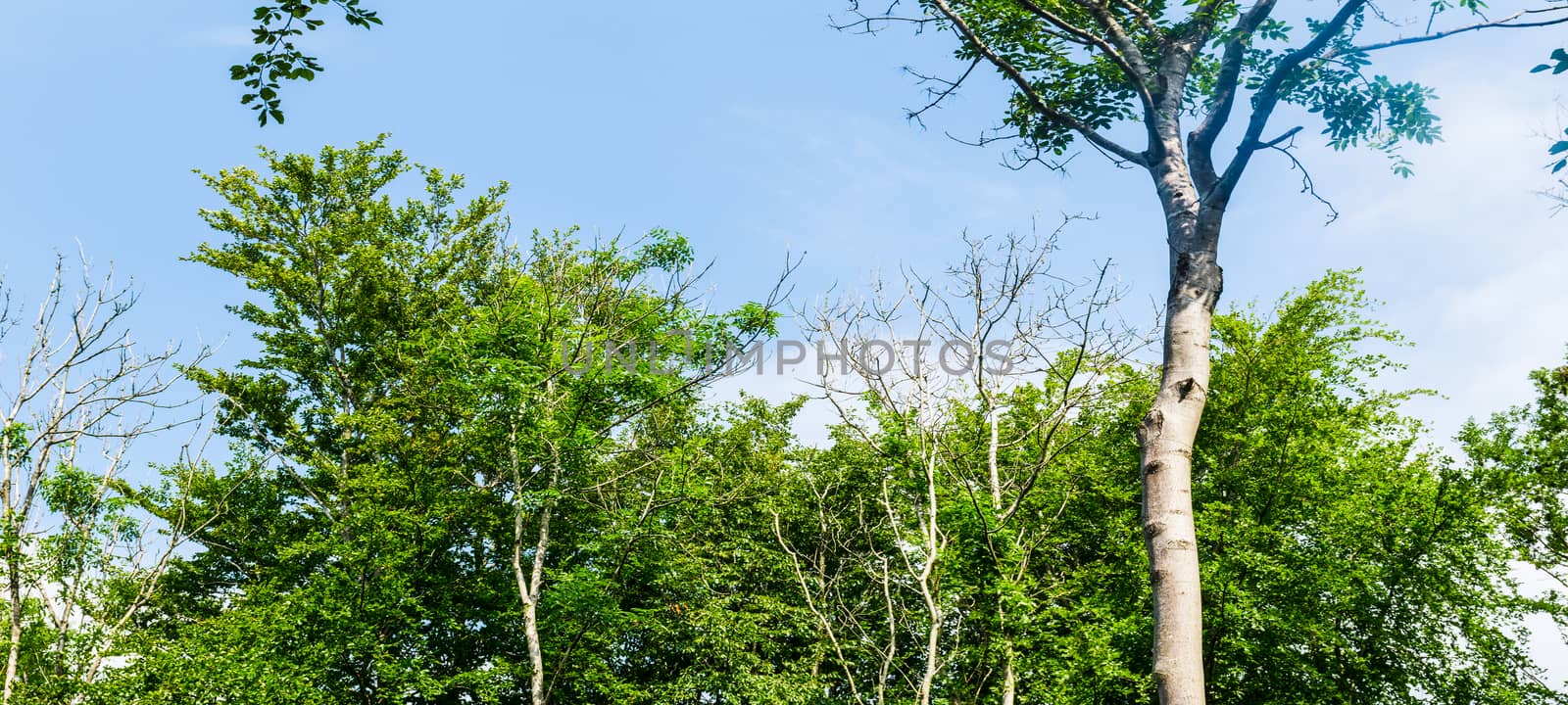 The tops of trees in forest against blue sky with clouds background