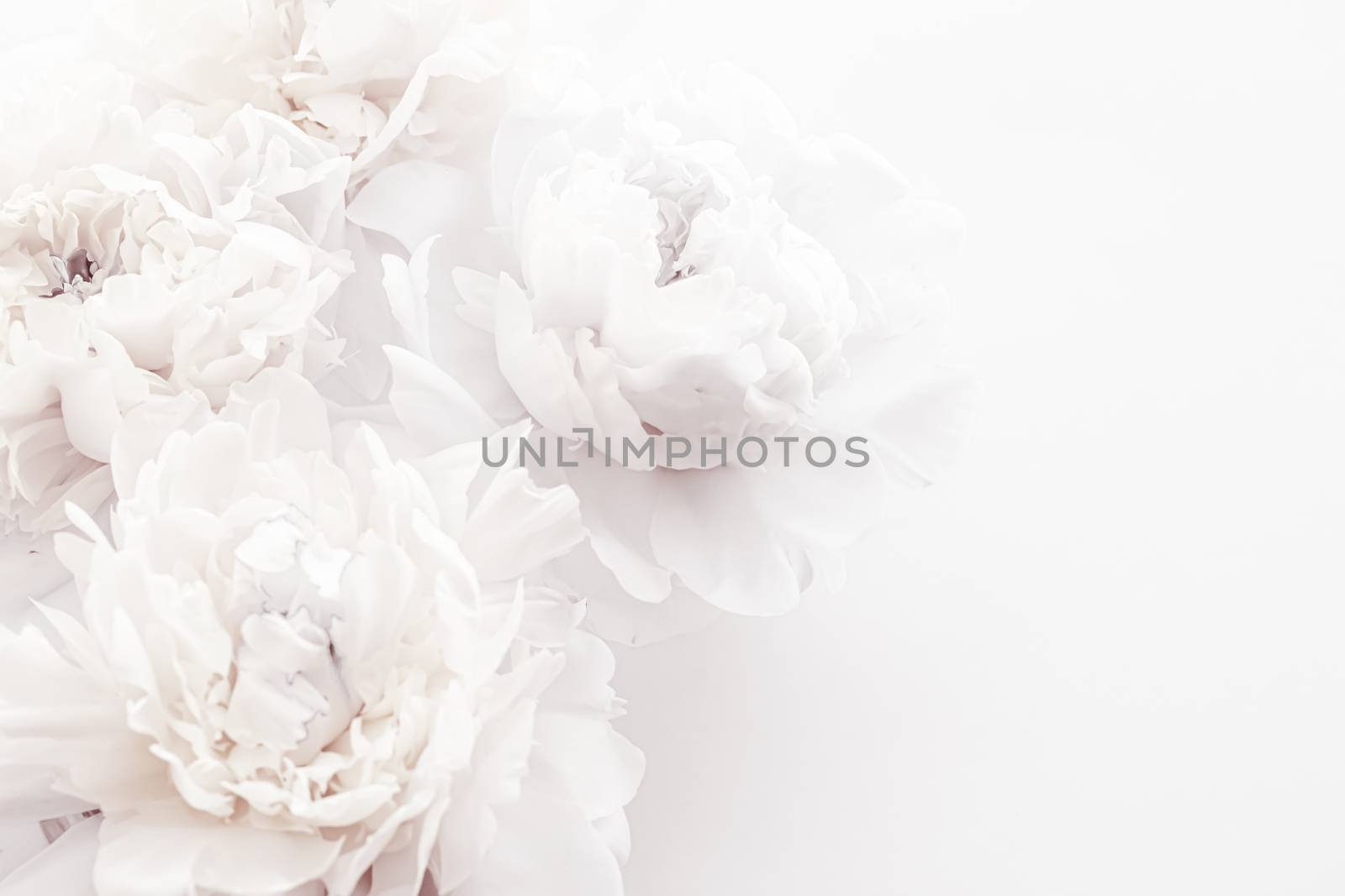 Pure white peony flowers as floral art background, wedding decor and luxury branding by Anneleven