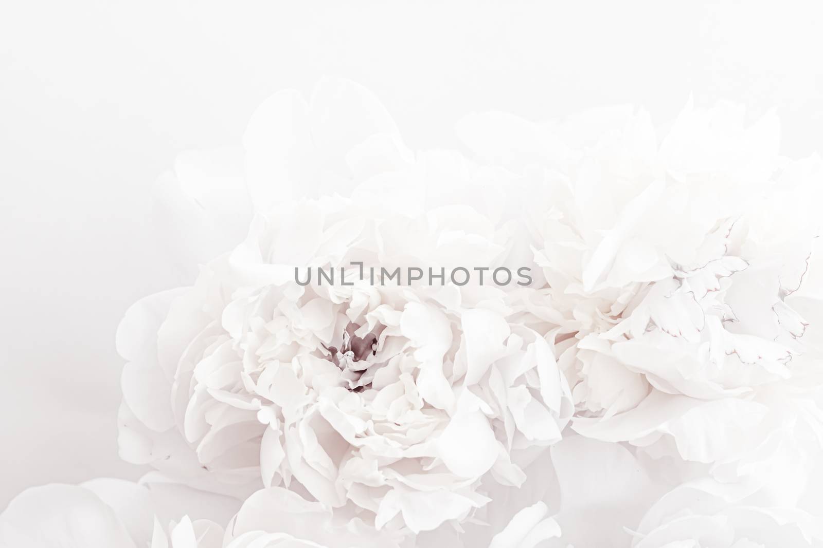 Pure white peony flowers as floral art background, wedding decor and luxury branding design