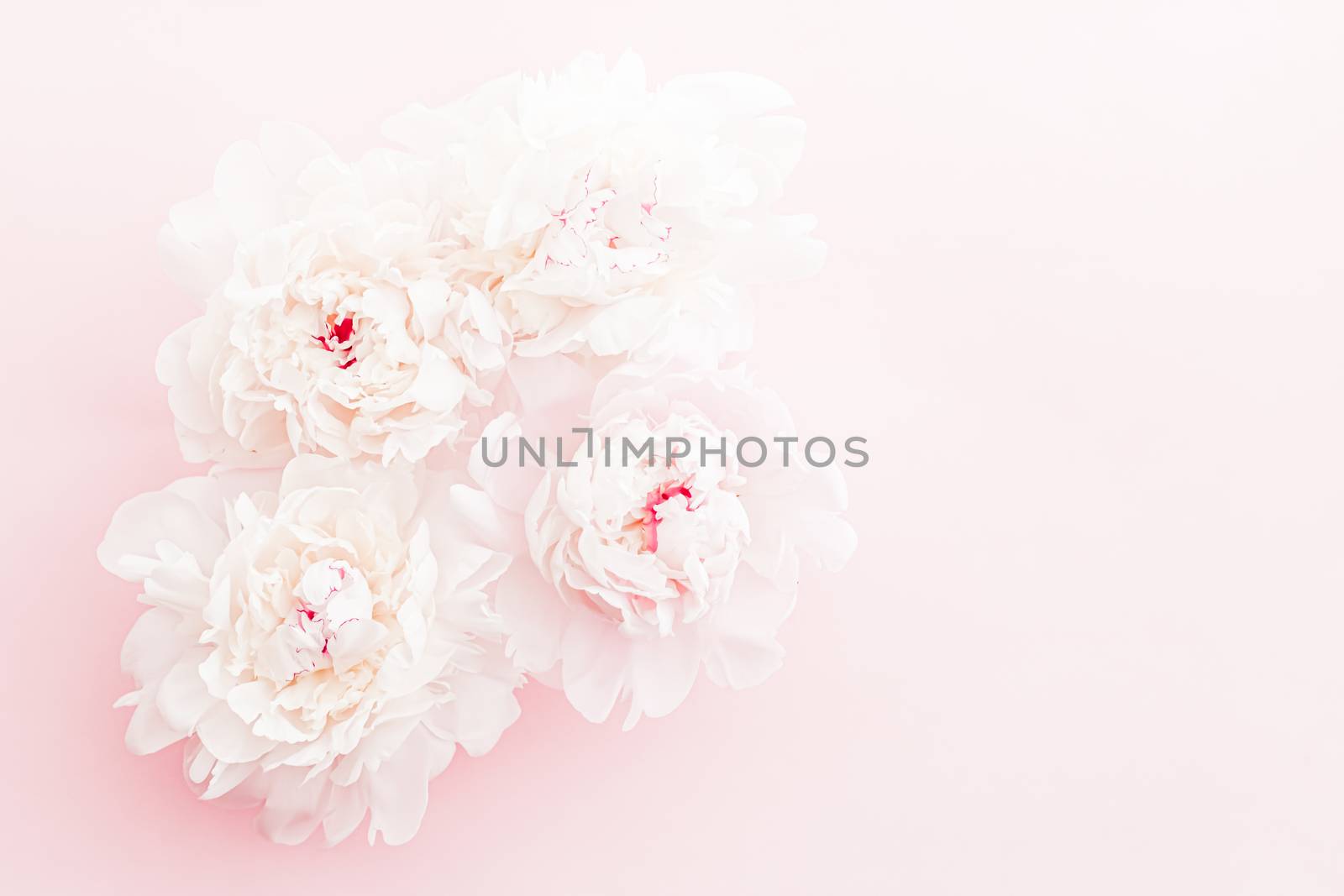 Peony flowers in bloom as floral art on pink background, wedding flatlay and luxury branding by Anneleven